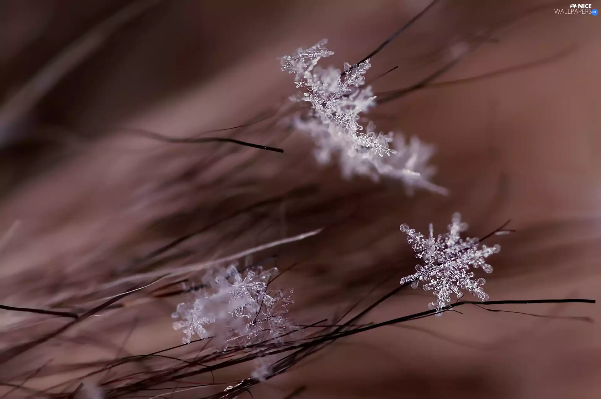 flakes, Twigs, Close, snow