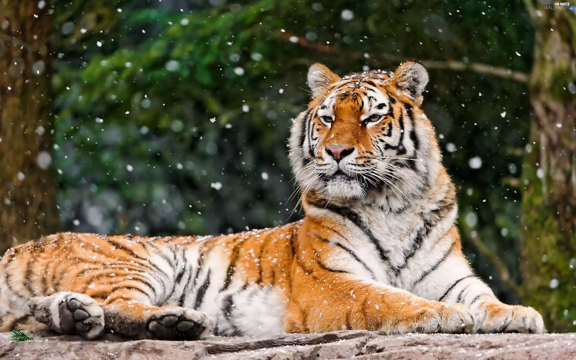 snow, tiger, flakes