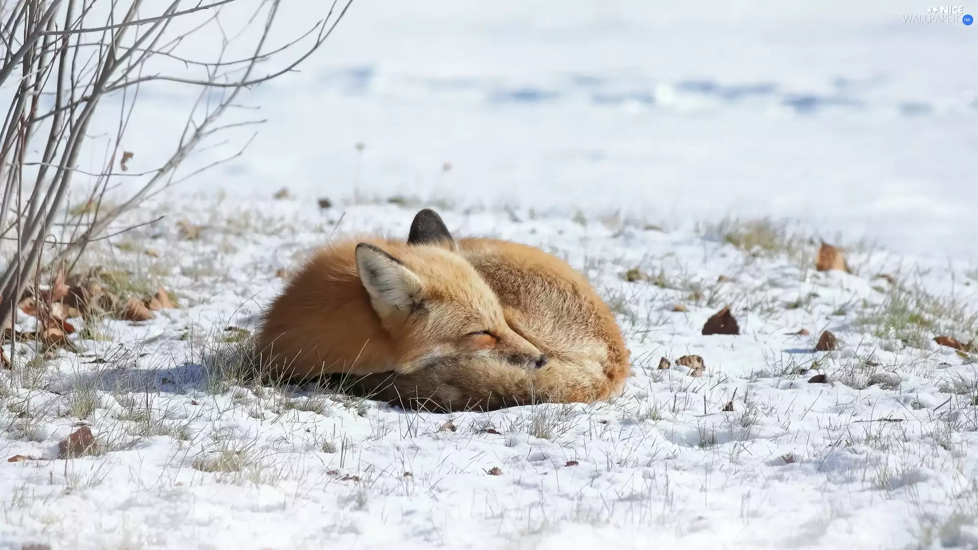 Fox, grass, Bush, snow