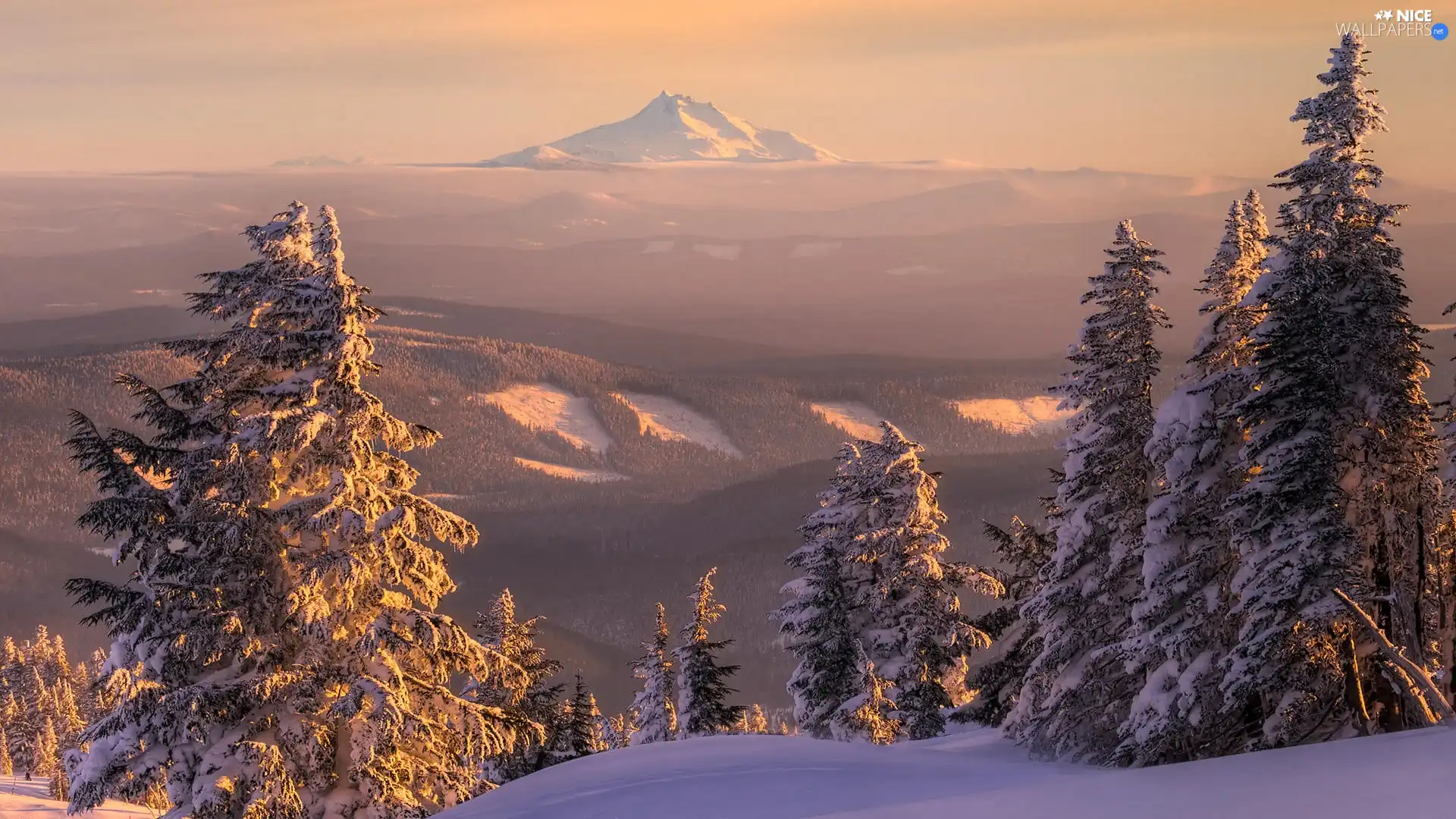 Softwood, trees, drifts, viewes, forest, snow, Frost