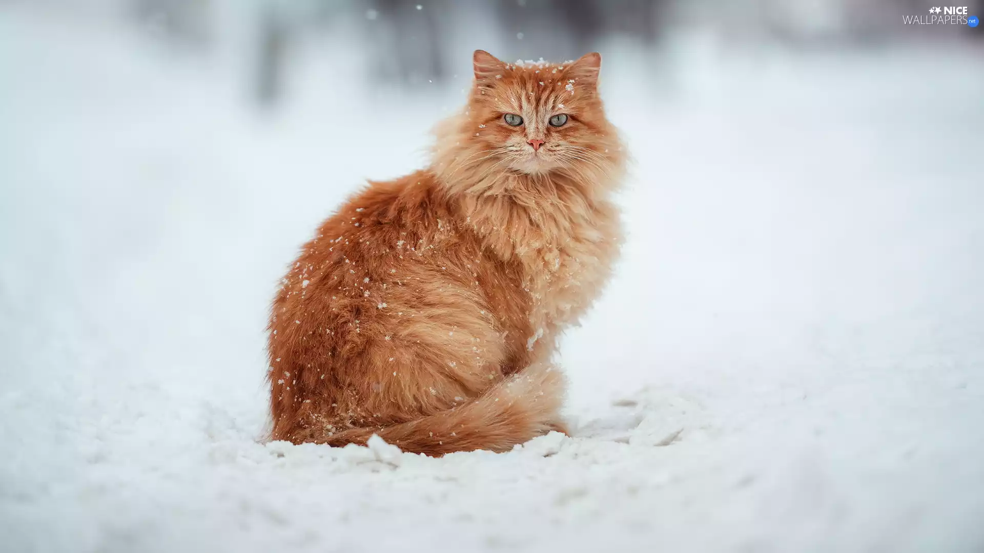 winter, snow, ginger, cat, sitter