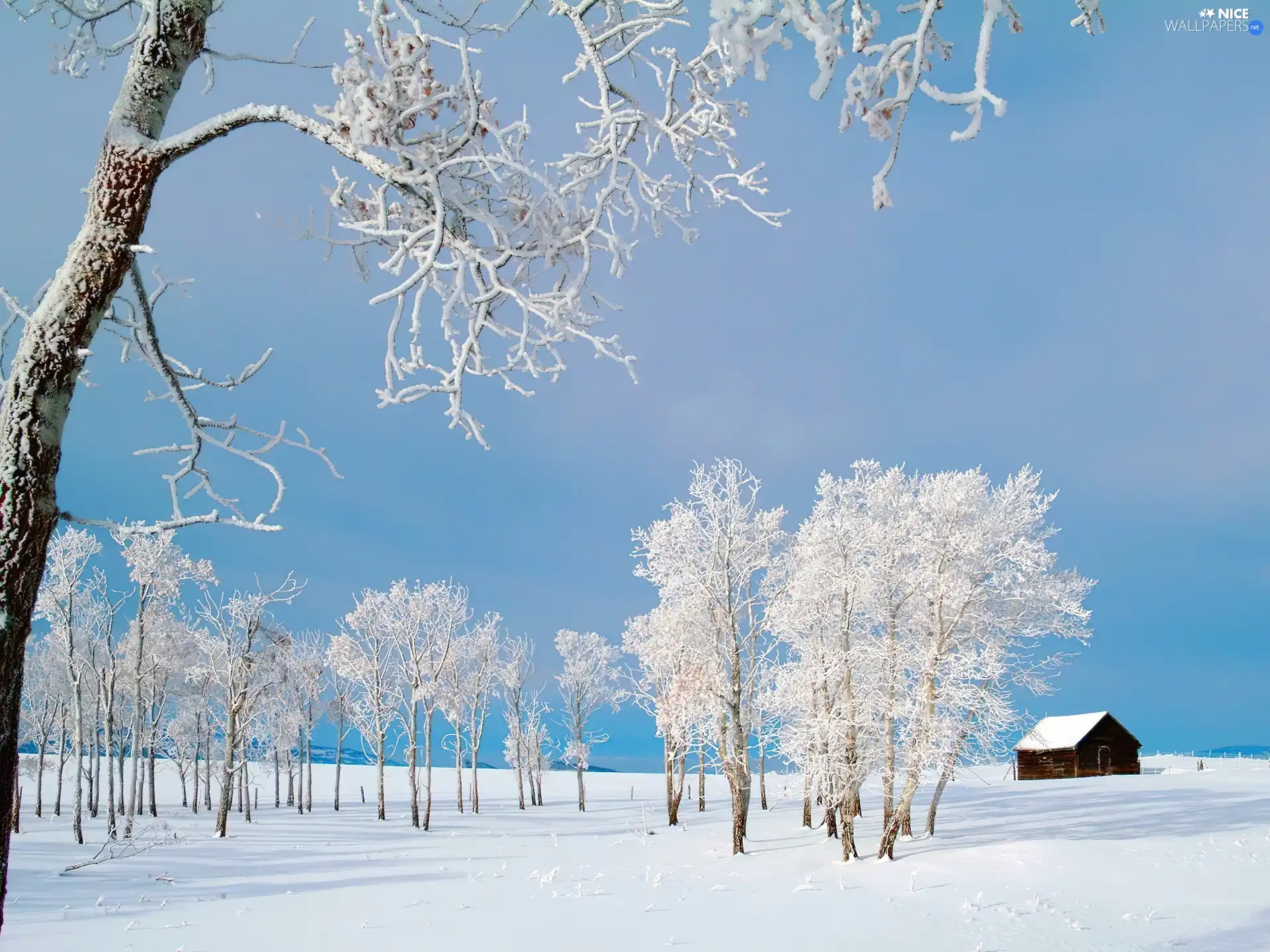 snow, Home, trees, viewes, White