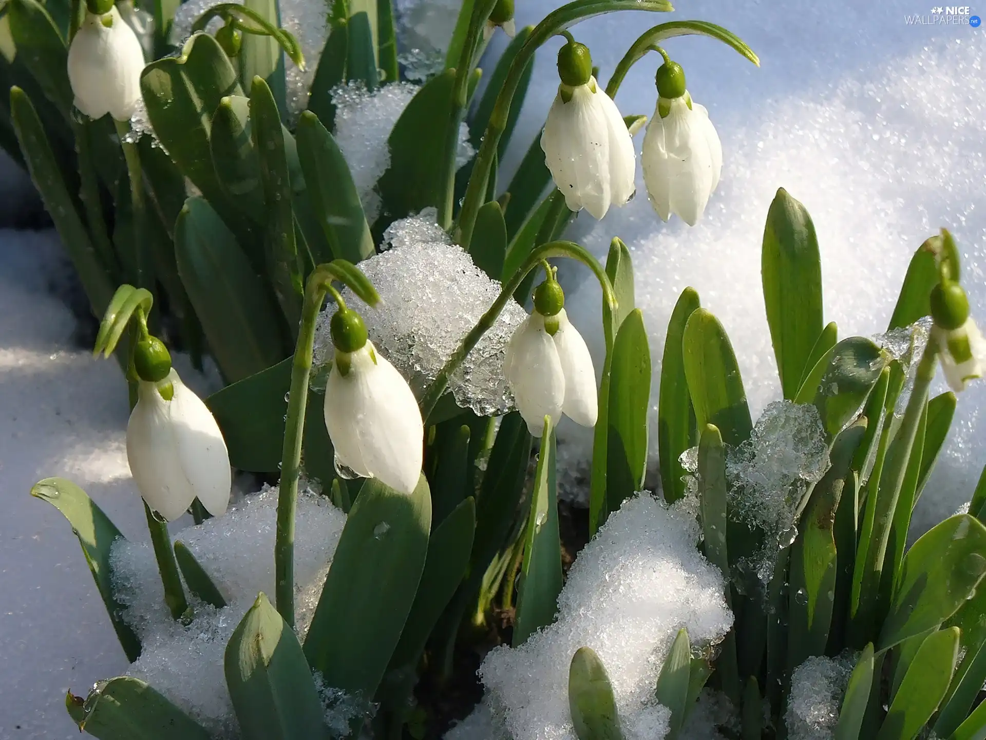 snow, snowdrops, melting