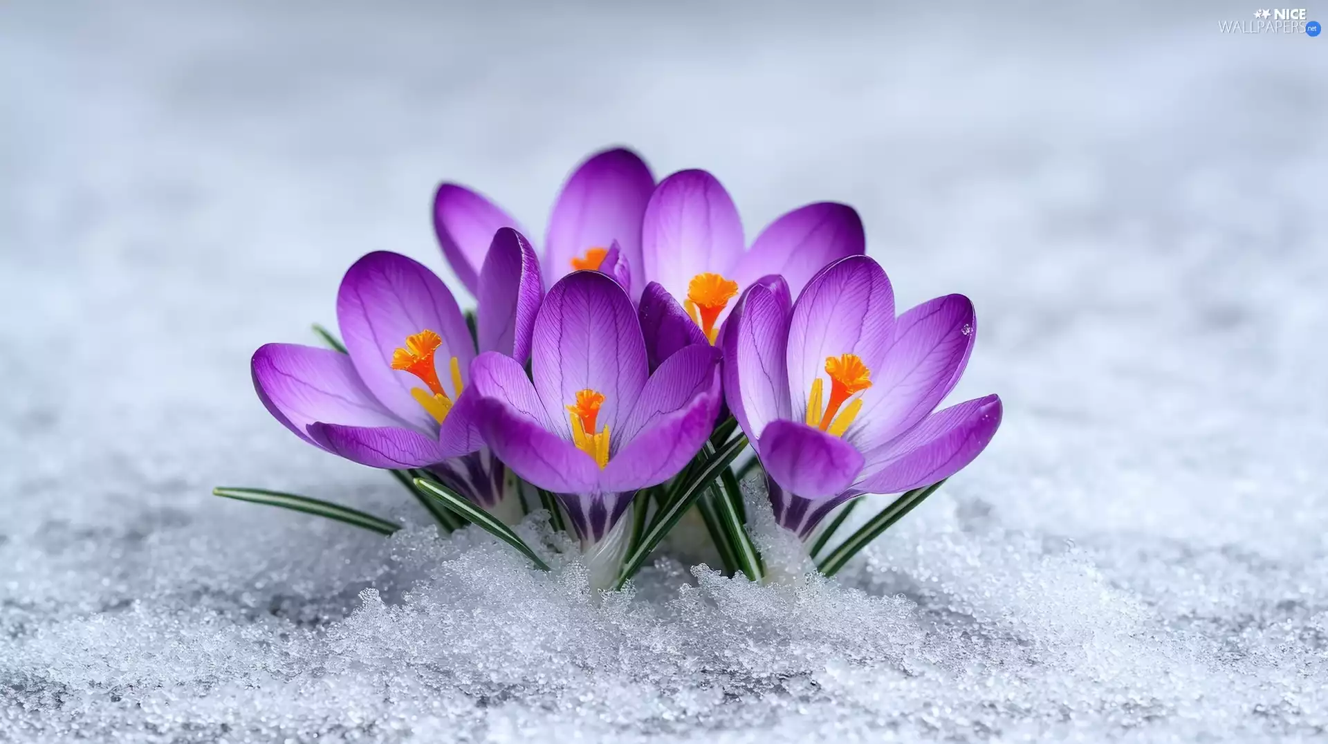 snow, crocuses, purple