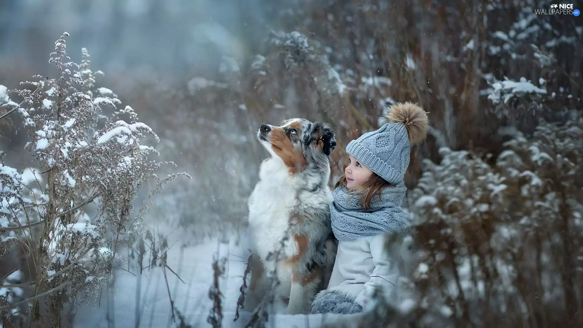 girl, Australian Shepherd, winter, Kid, dog, Plants, snow