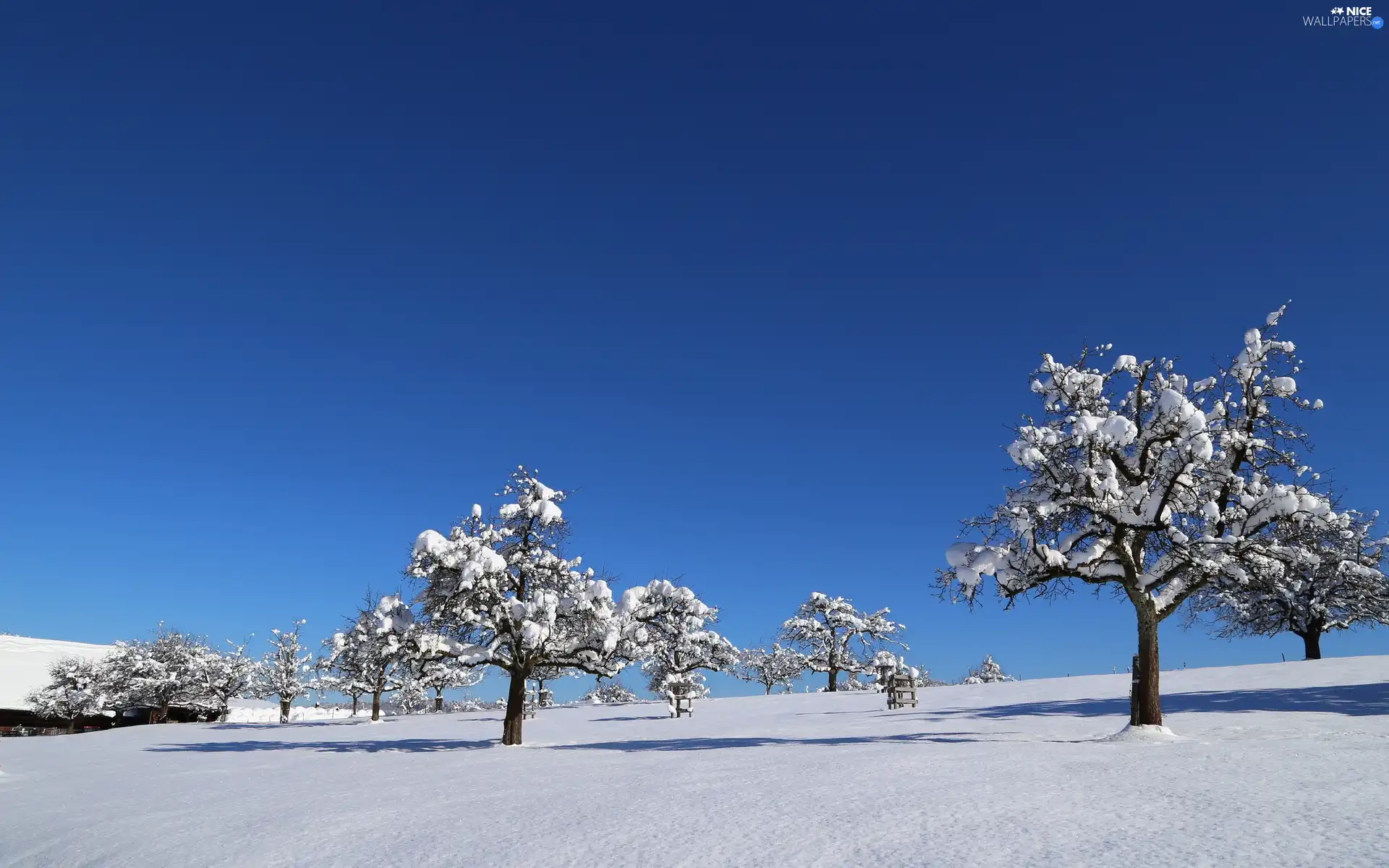 Sky, viewes, snow, trees