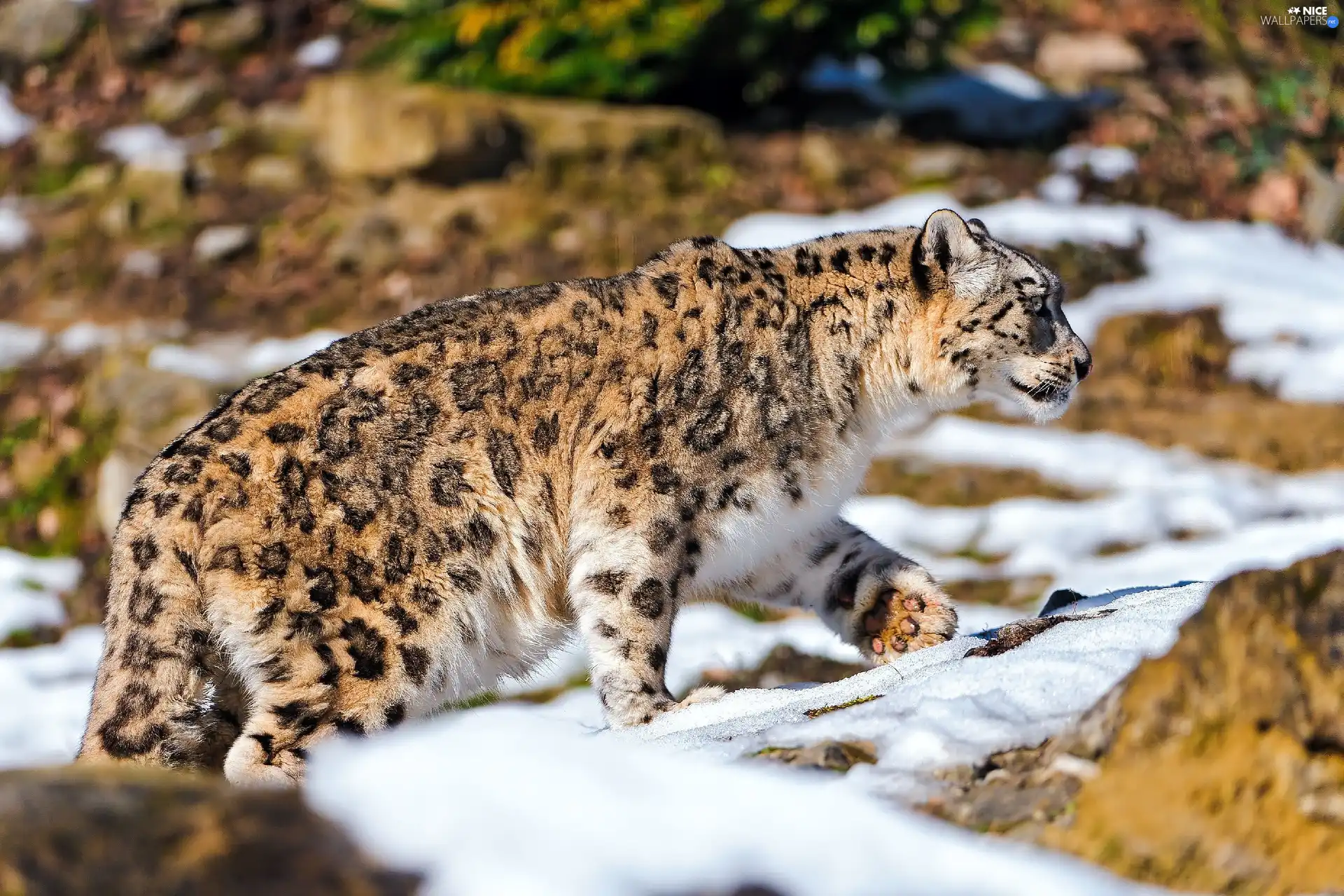 snow leopard, snow