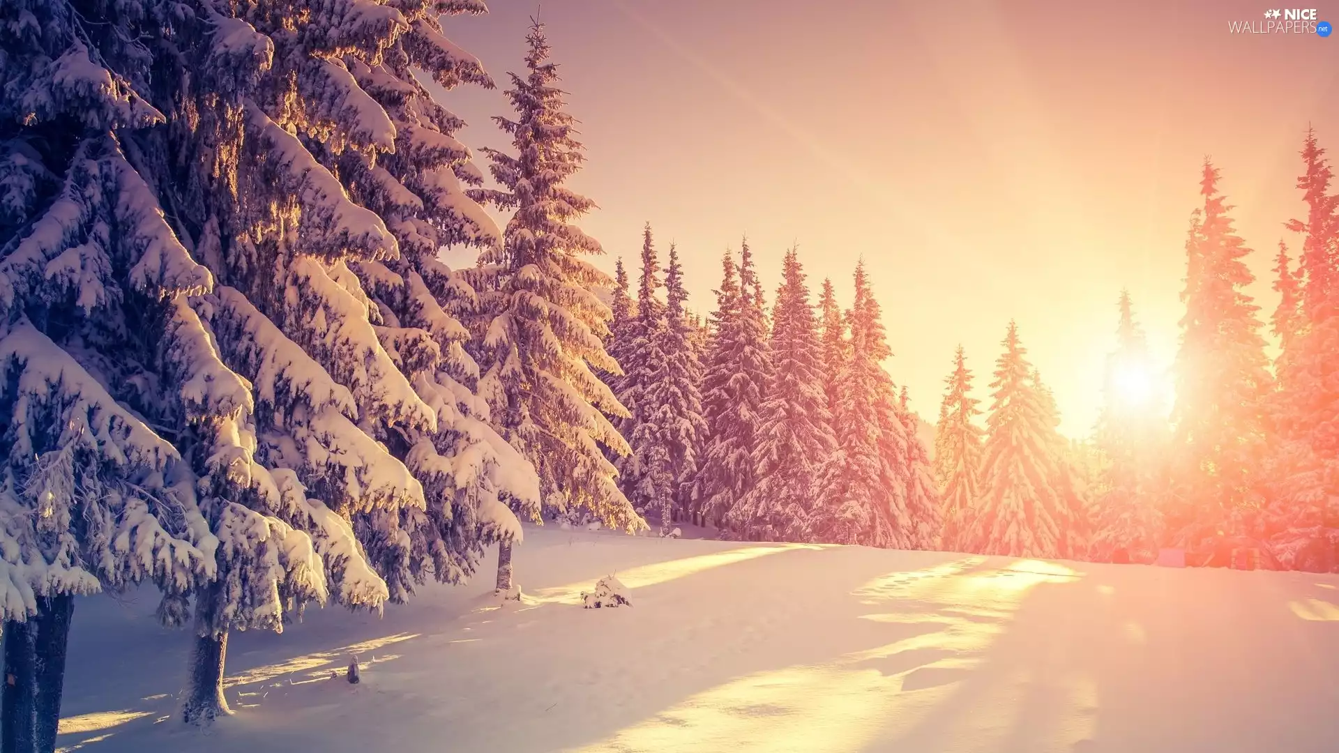 trees, Sunrise, winter, snow, viewes, Snowy