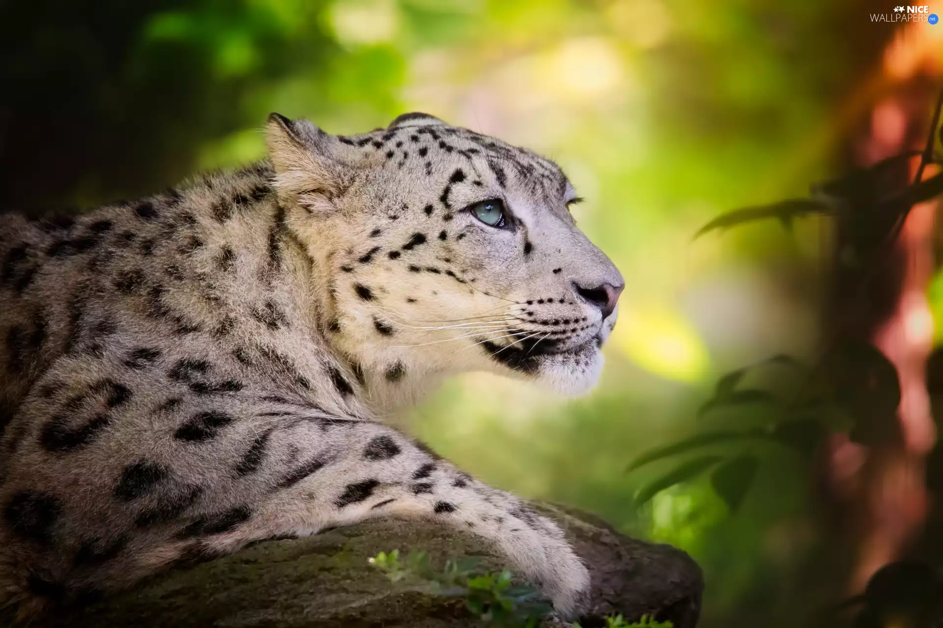 snow leopard, Stone