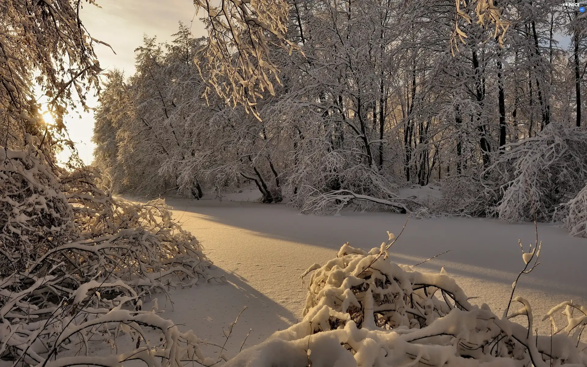 Bush, trees, rays, viewes, forest, snow, sun