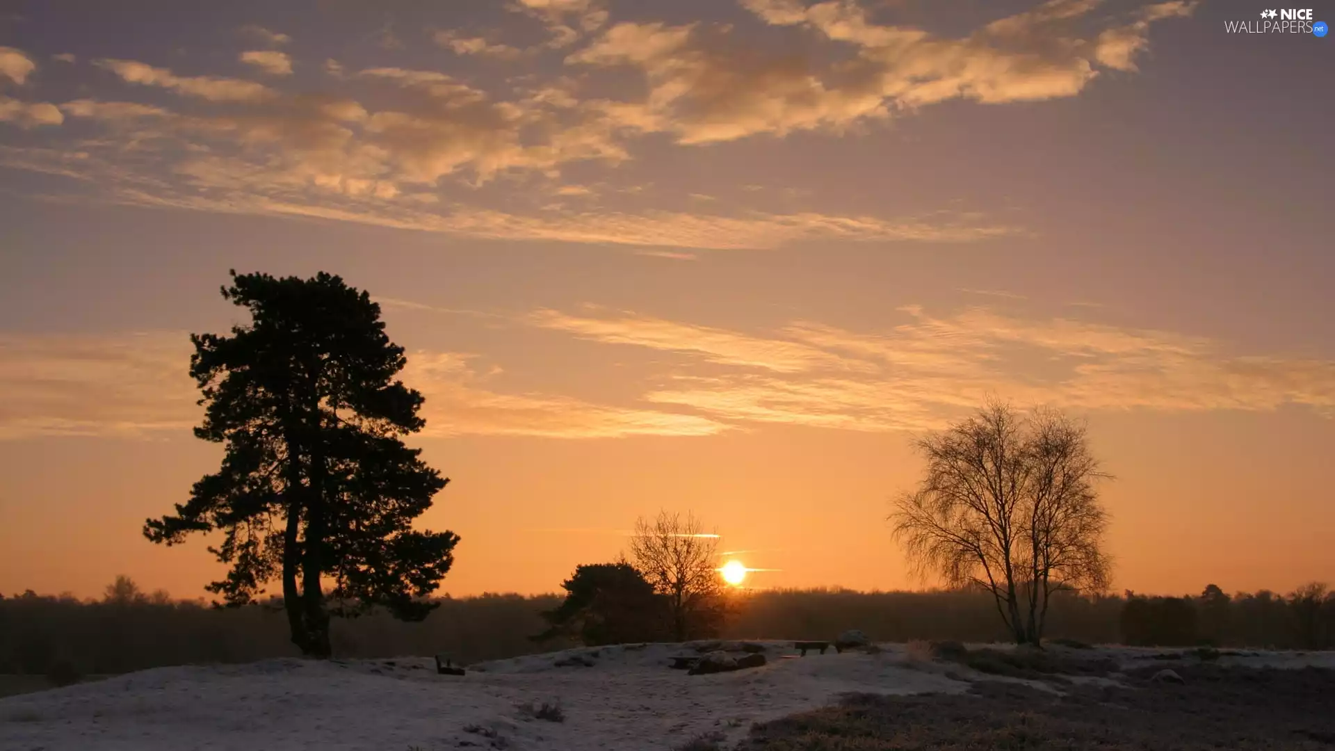 viewes, snow, sun, trees, west