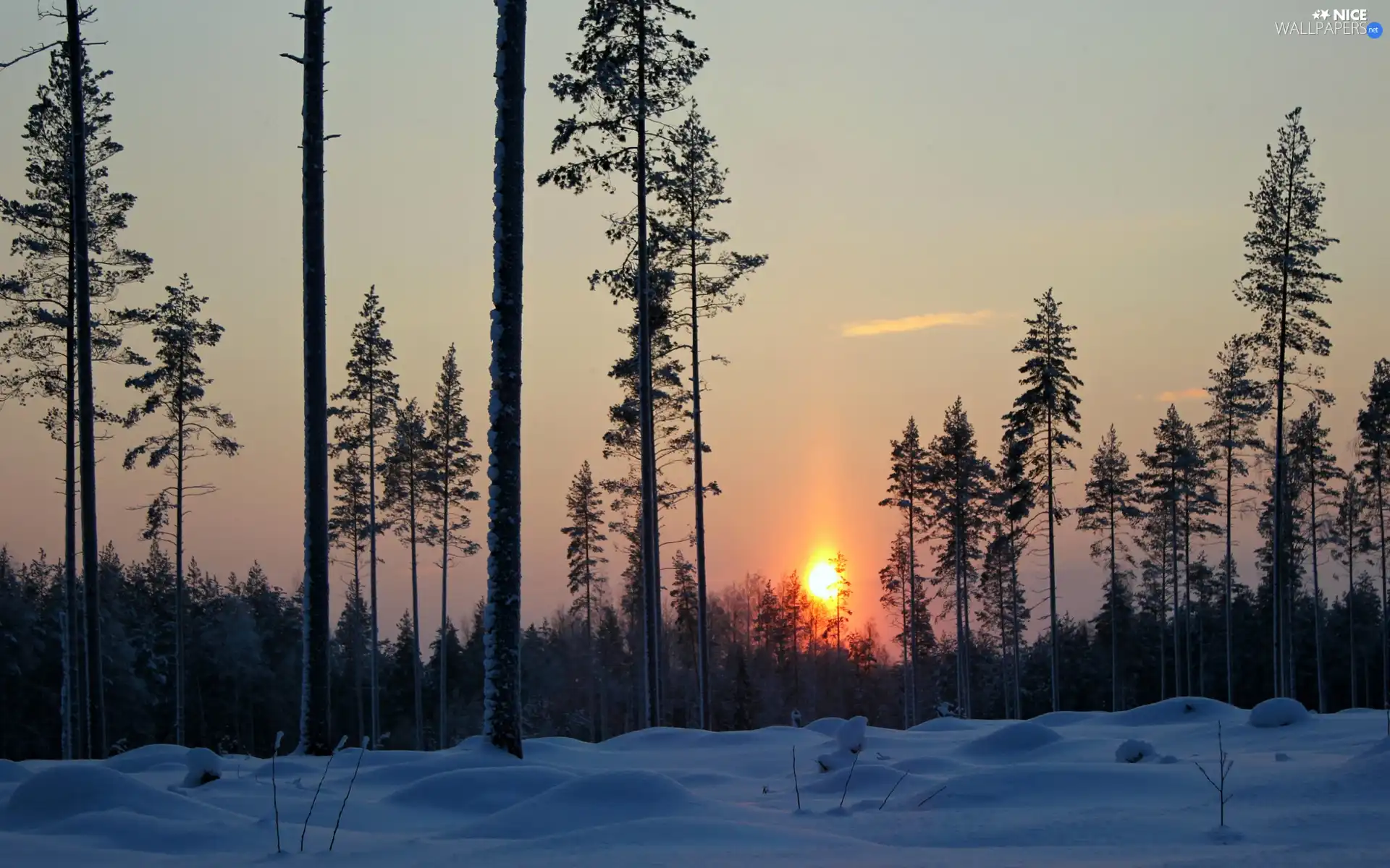 Great Sunsets, forest, snow