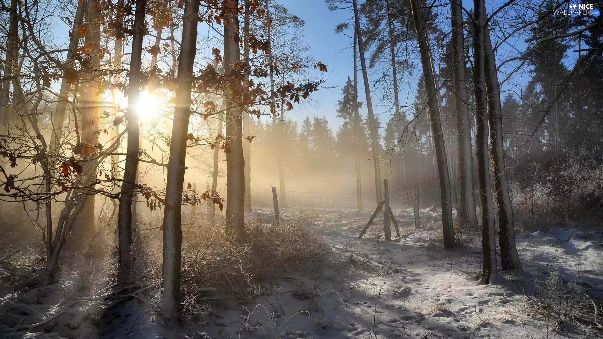 viewes, forest, Fog, snow, Sunrise, trees