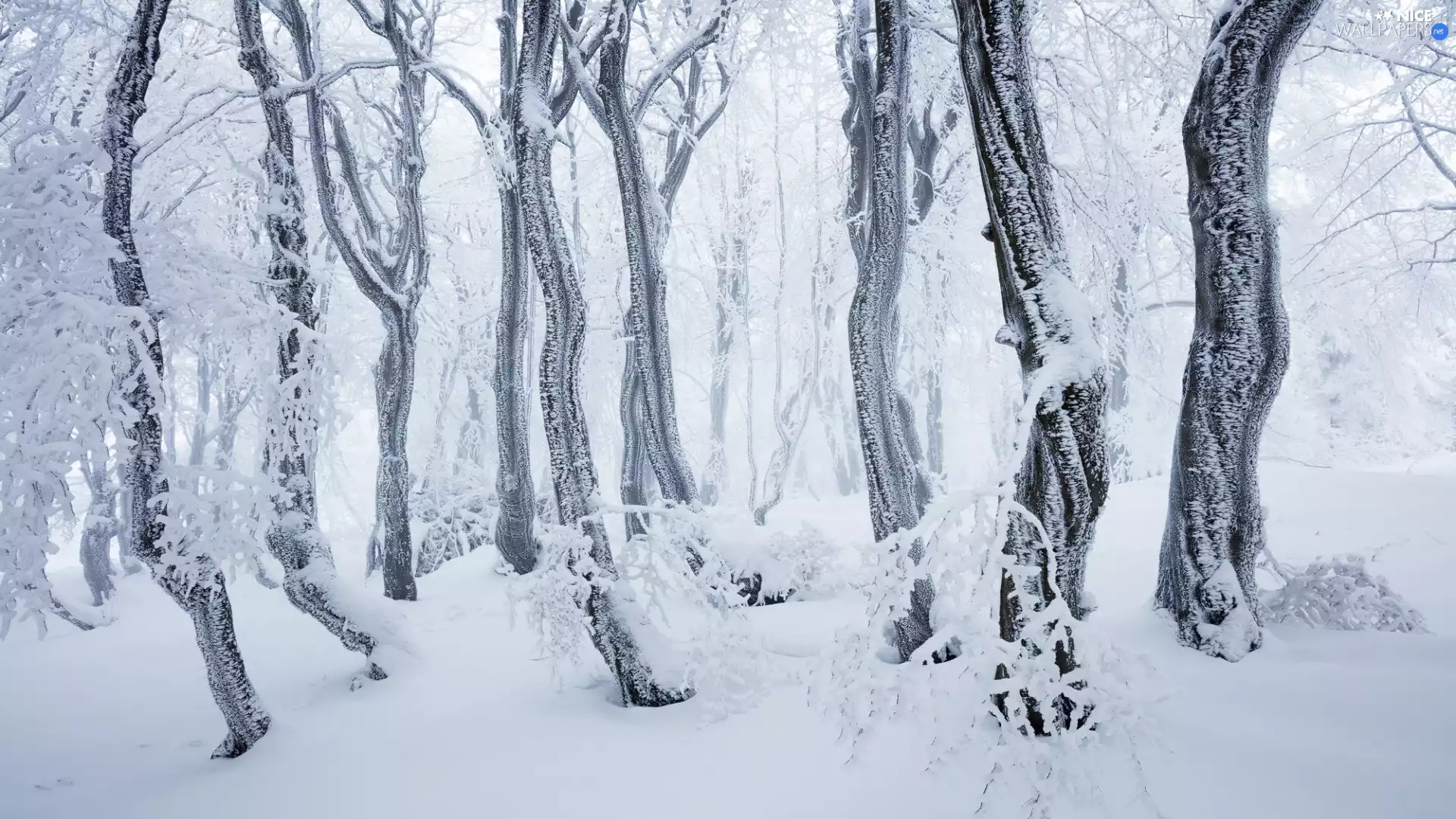 winter, snow, trees, viewes, forest