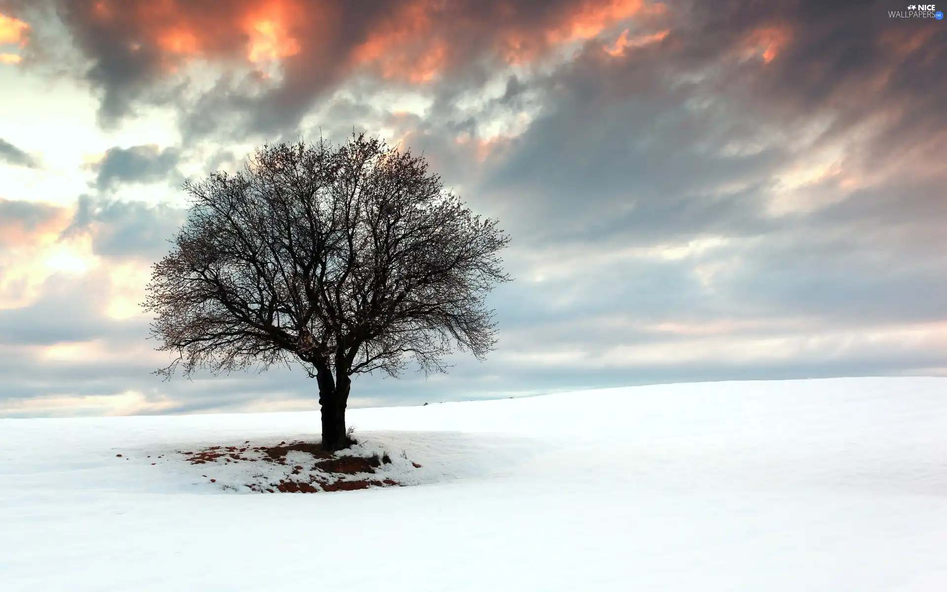 snow, winter, west, sun, trees