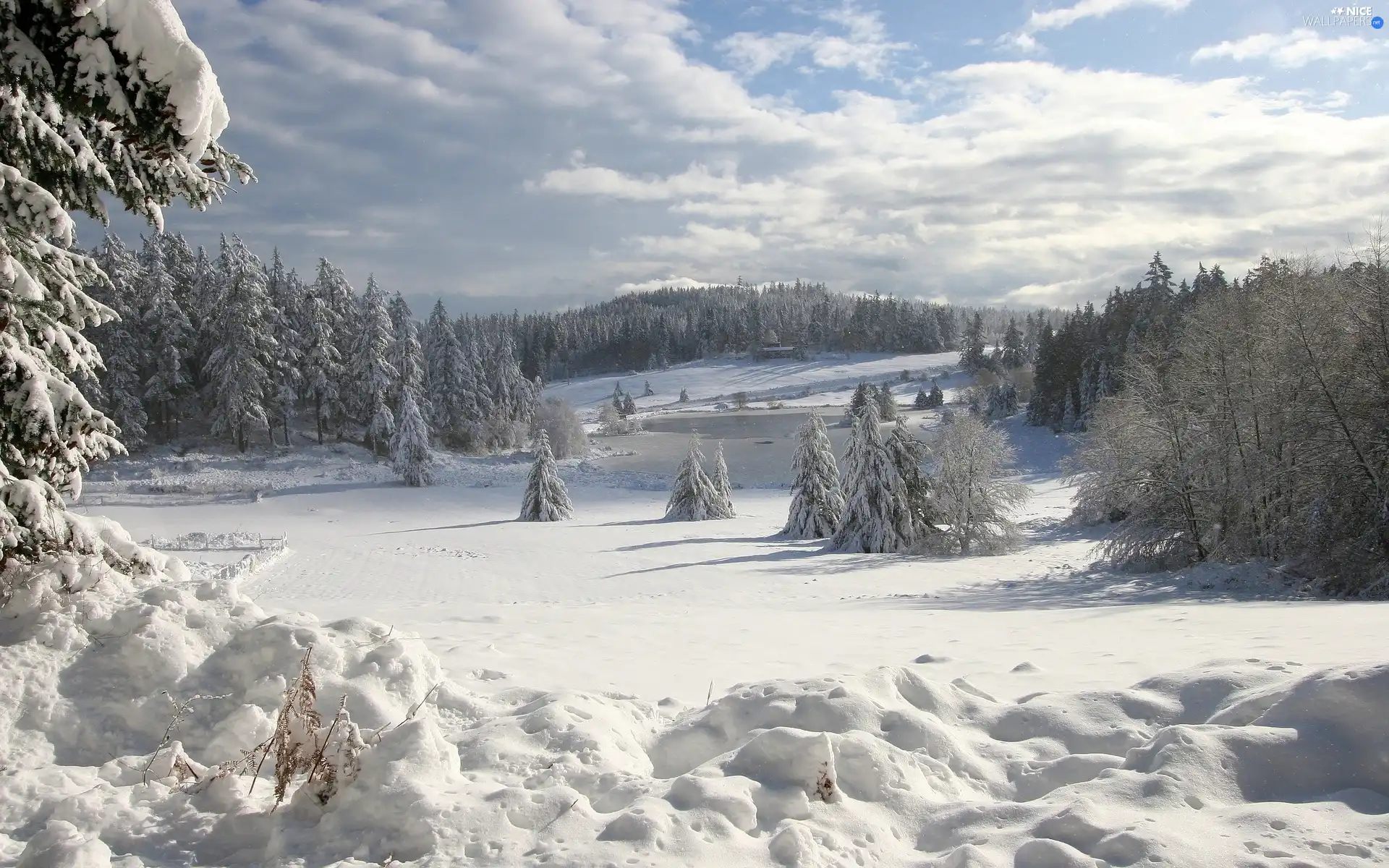 winter, viewes, snow, trees