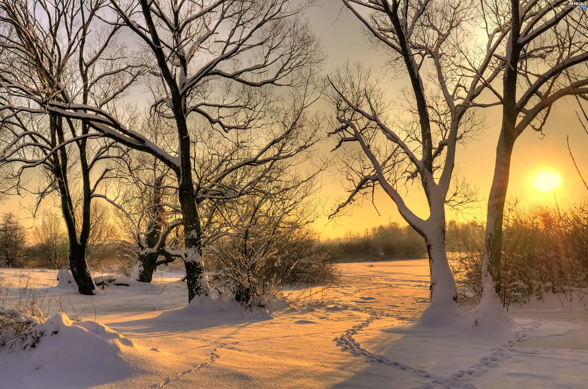 winter, viewes, snow, trees