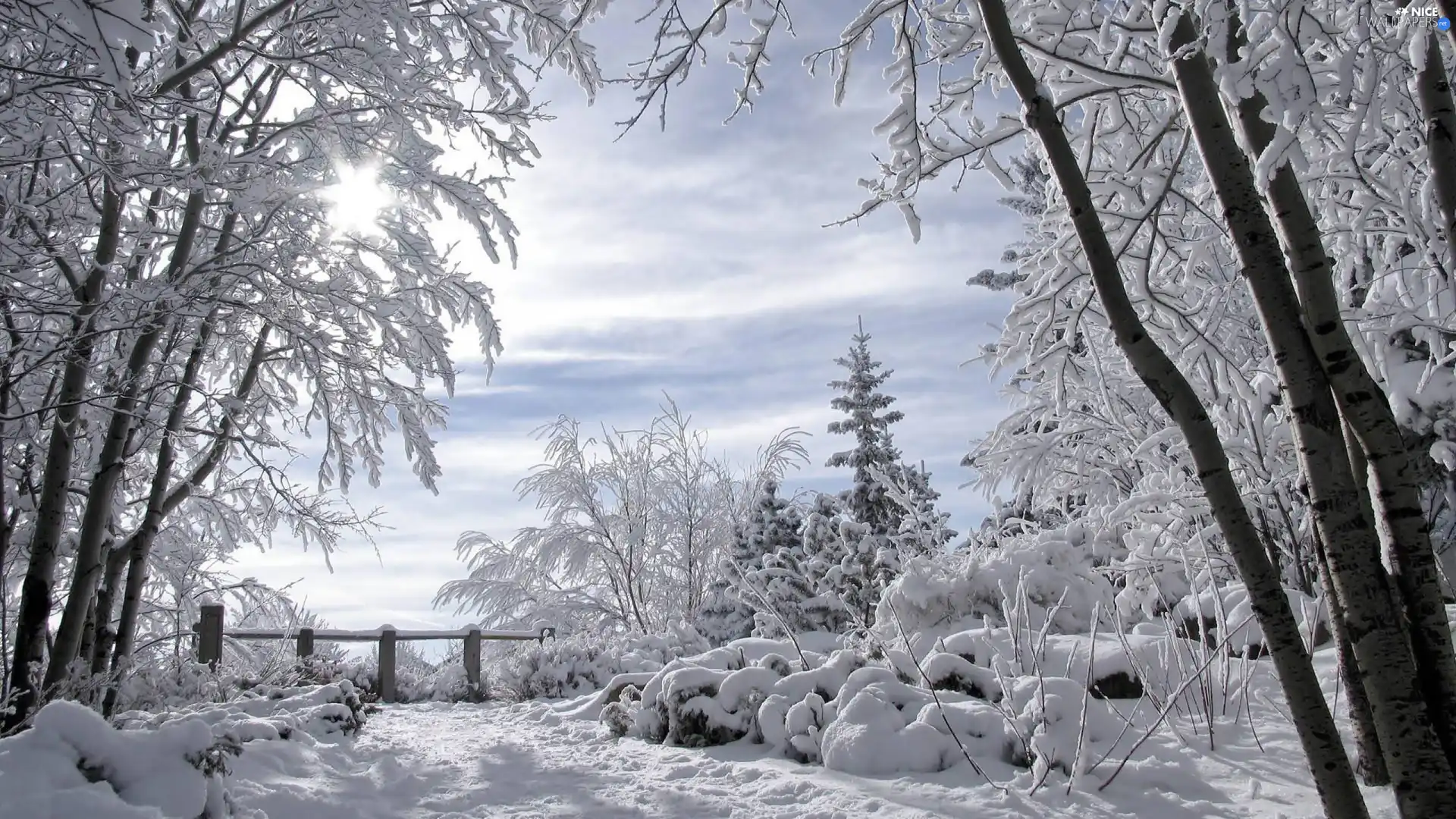 winter, viewes, snow, trees