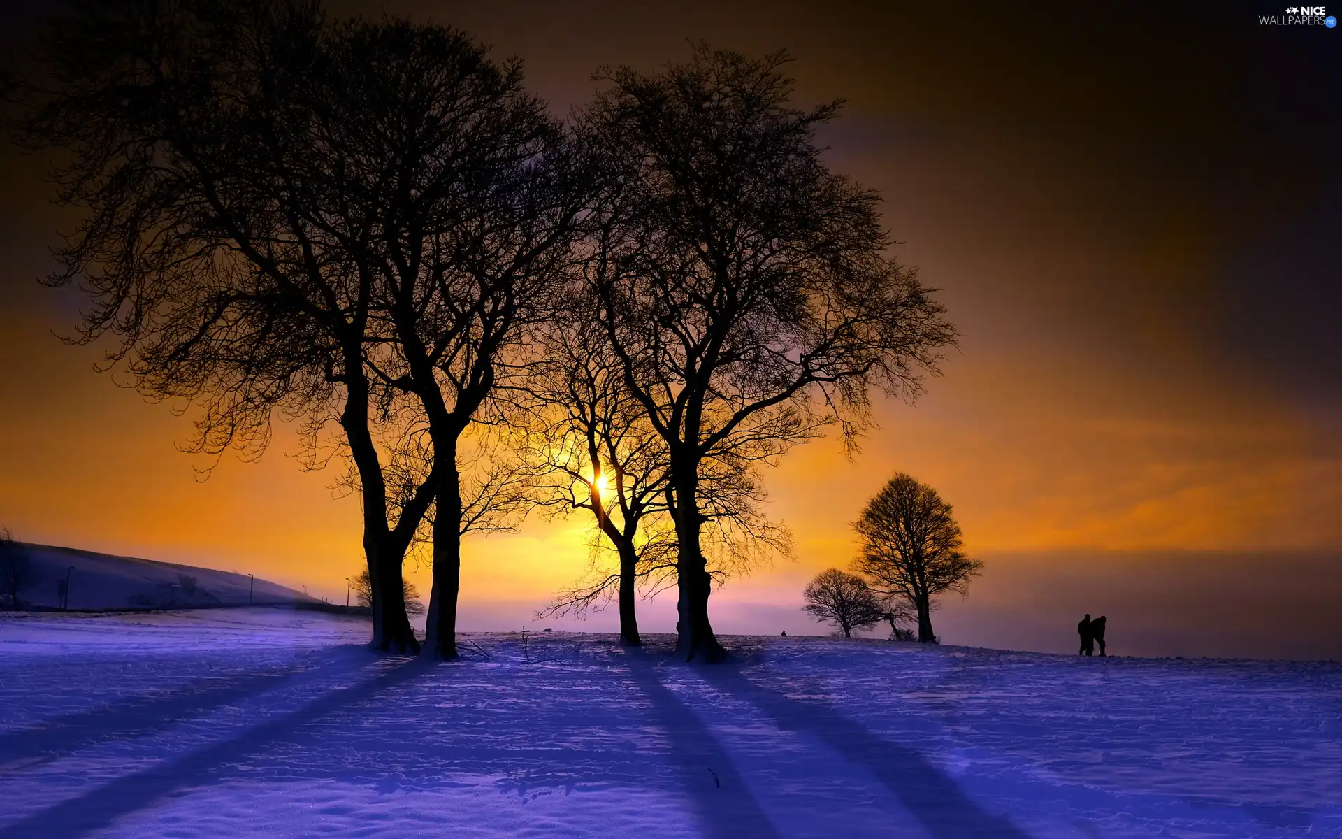 trees, west, snow, winter, viewes, sun