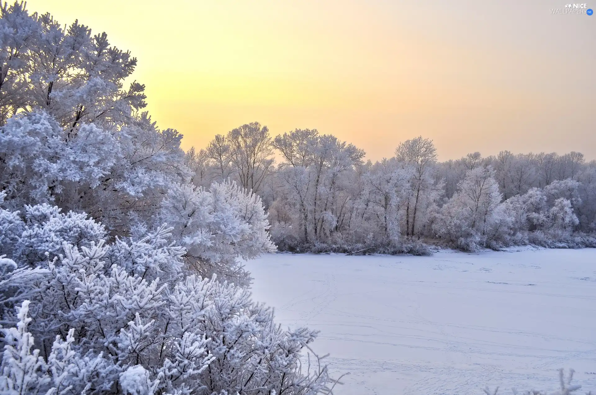 trees, west, snow, winter, viewes, sun