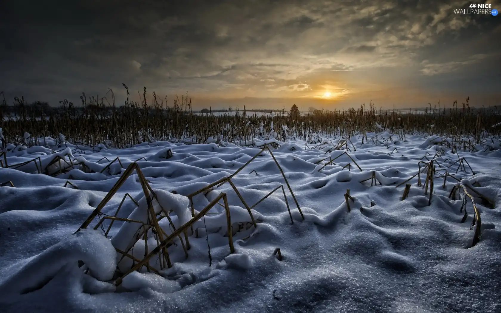 snow, winter, sun, field, west