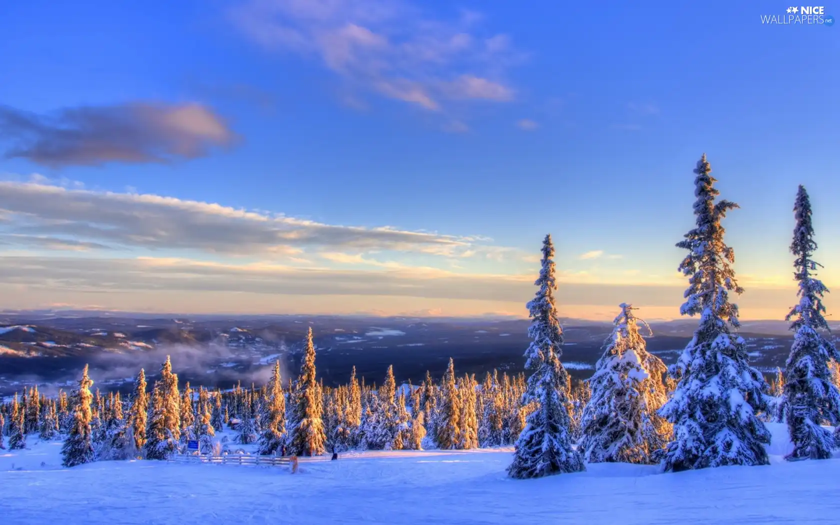 snow, winter, sun, Spruces, west