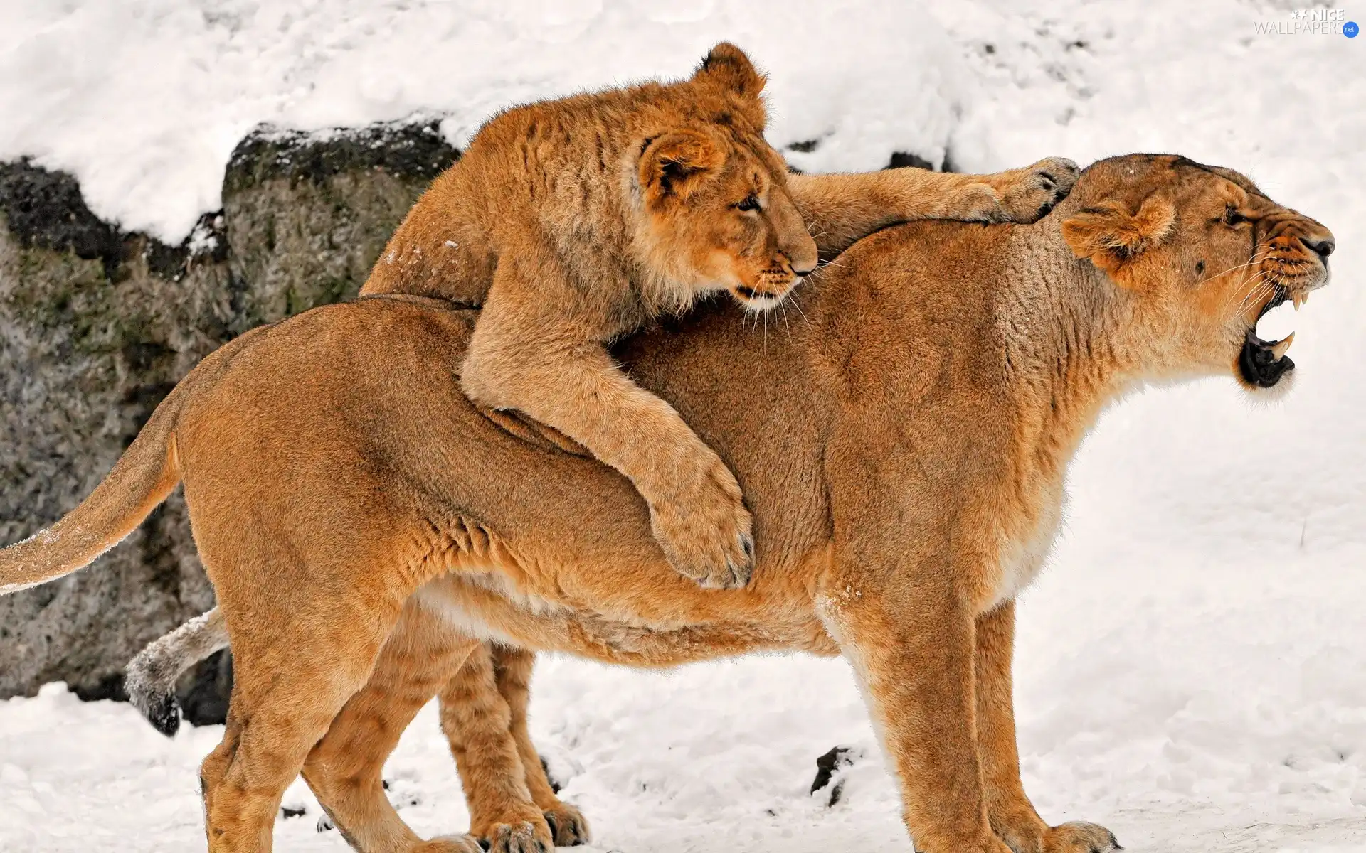 snow, Lioness, young