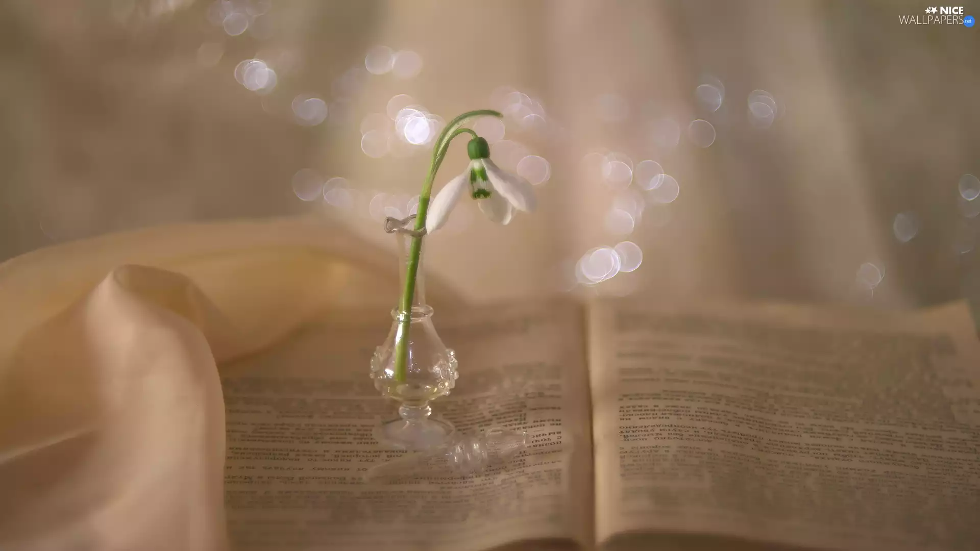 vase, Snowdrop, Book, glass, open