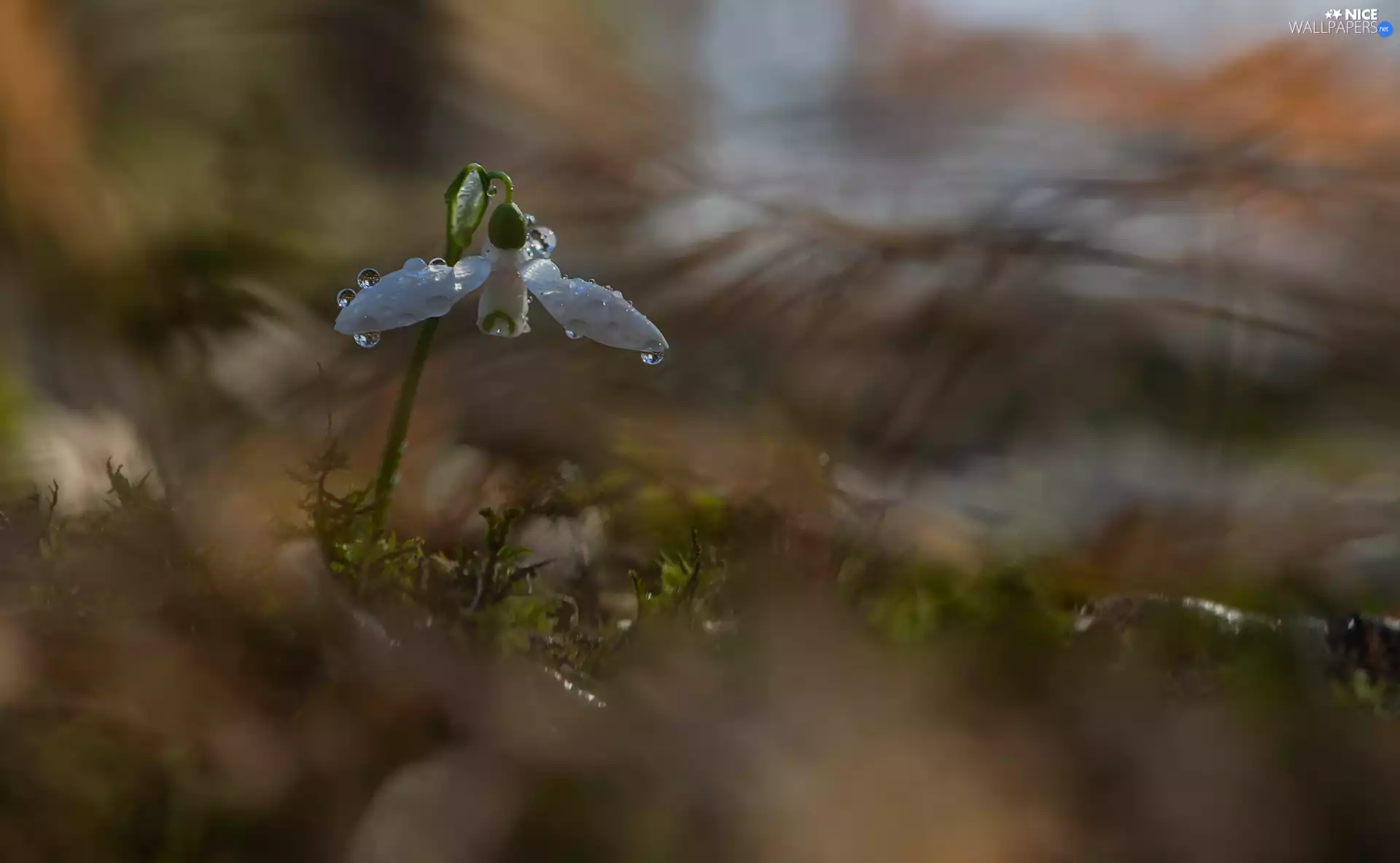 drops, Colourfull Flowers, Snowdrop