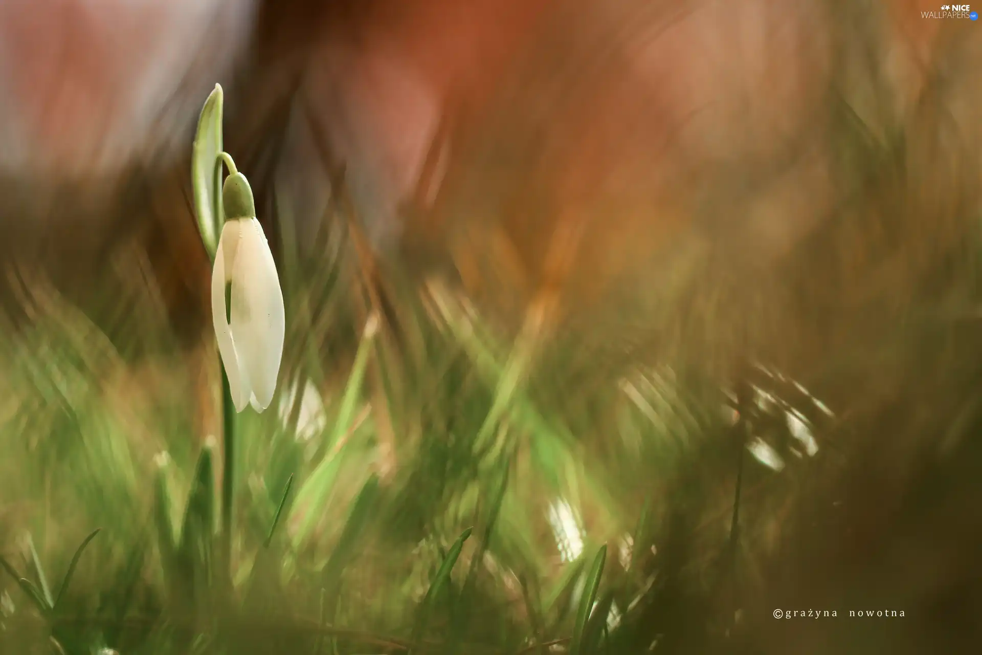 Colourfull Flowers, White, Snowdrop