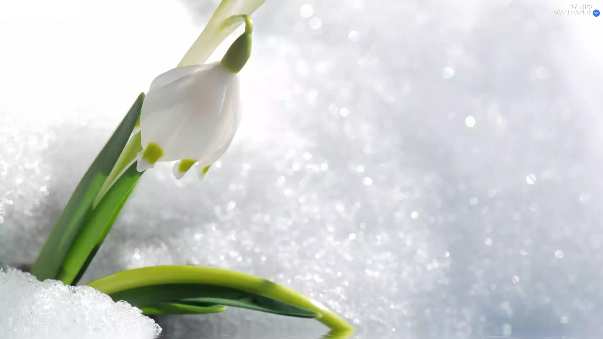 Snowdrop, snow