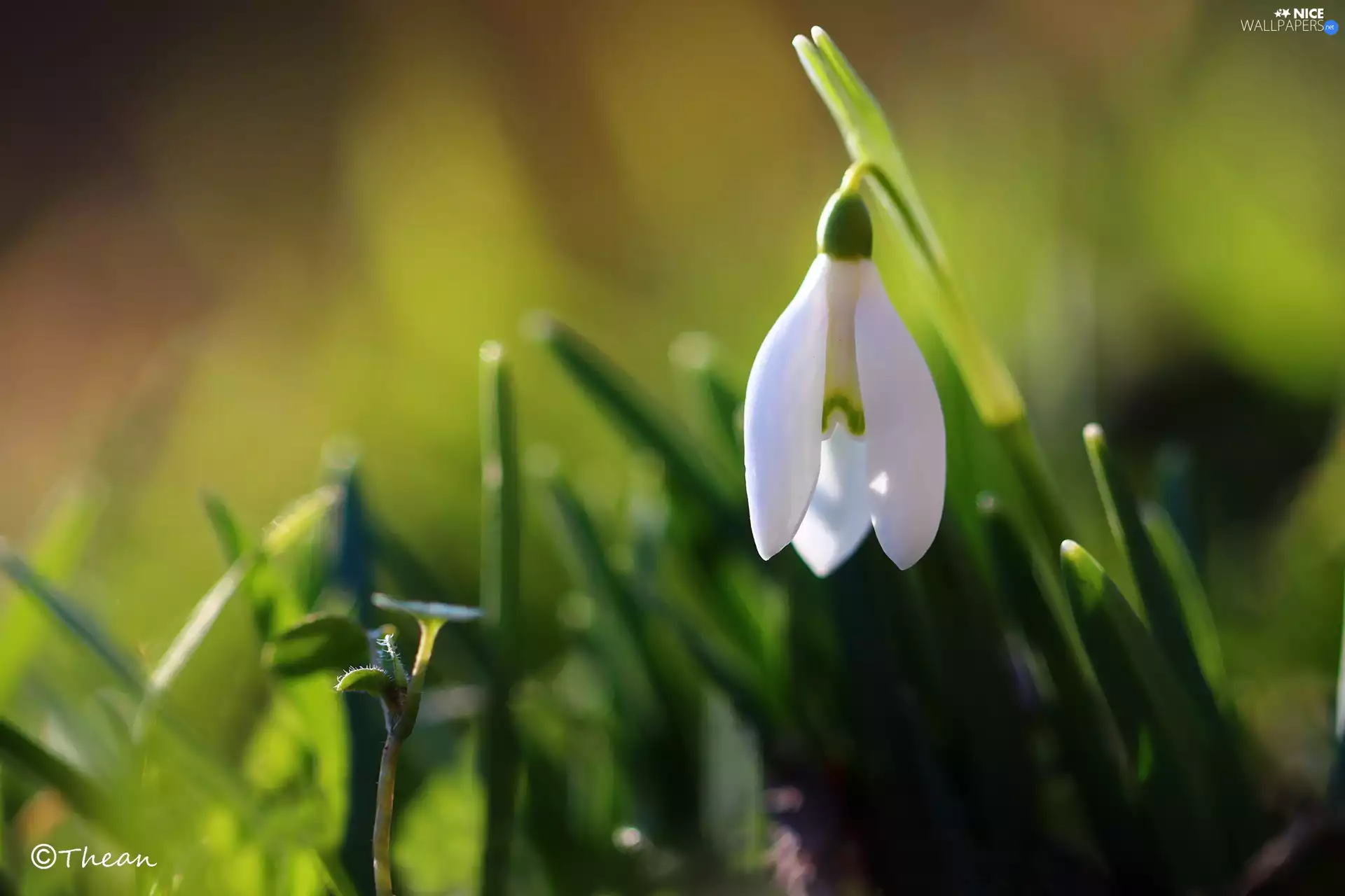 White, Snowdrop, Spring, Colourfull Flowers