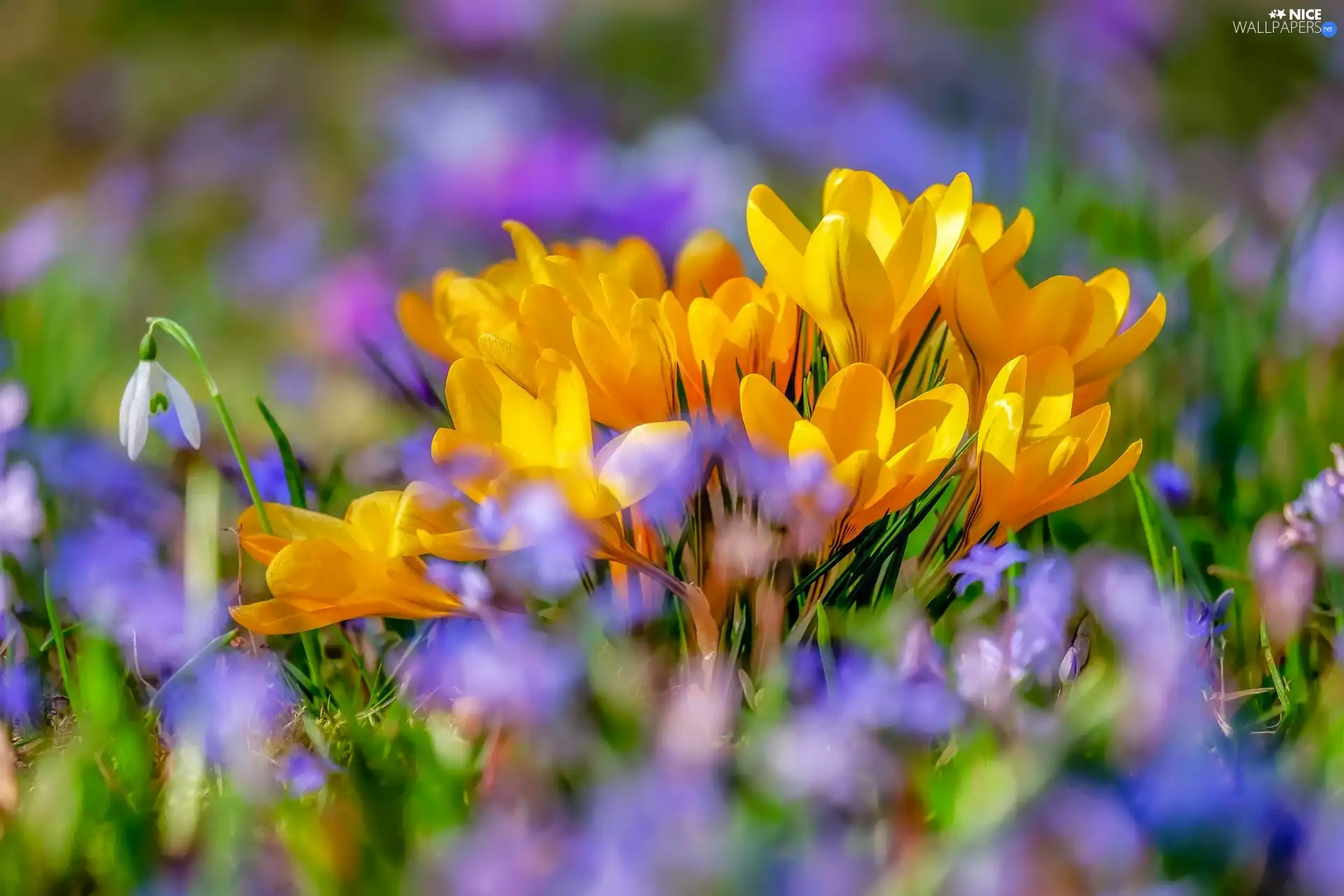 cluster, Snowdrop, Yellow, crocuses, Flowers