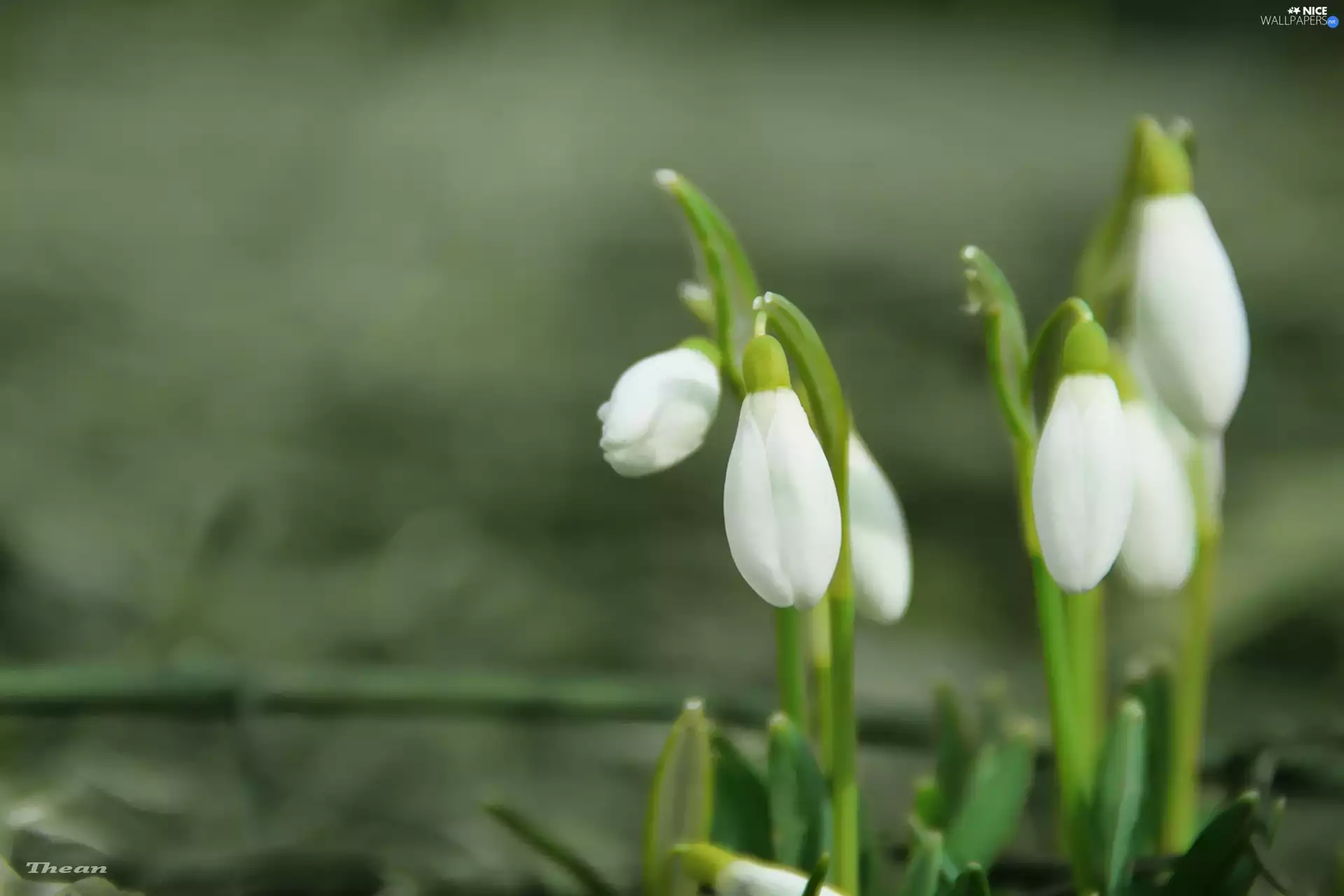 snowdrops