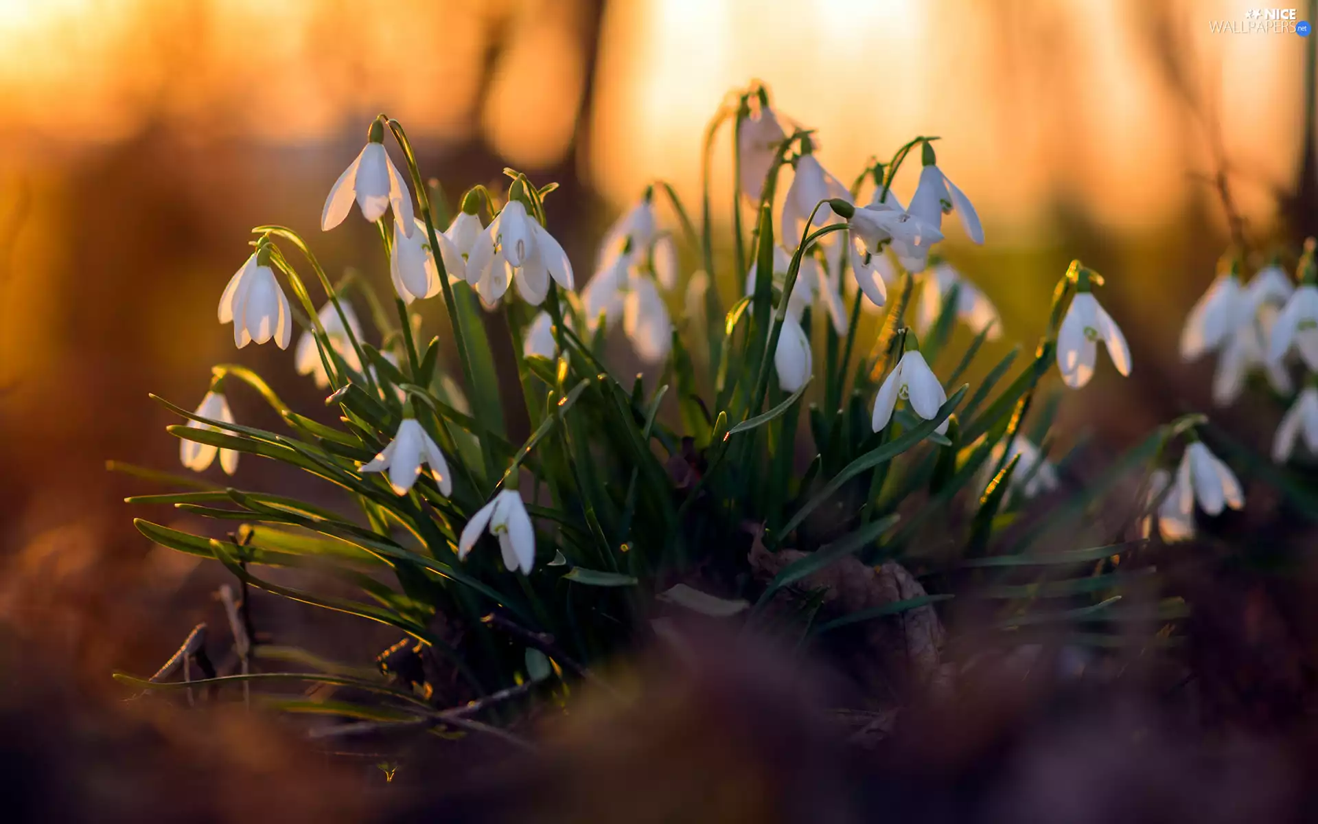 snowdrops, Flowers, cluster