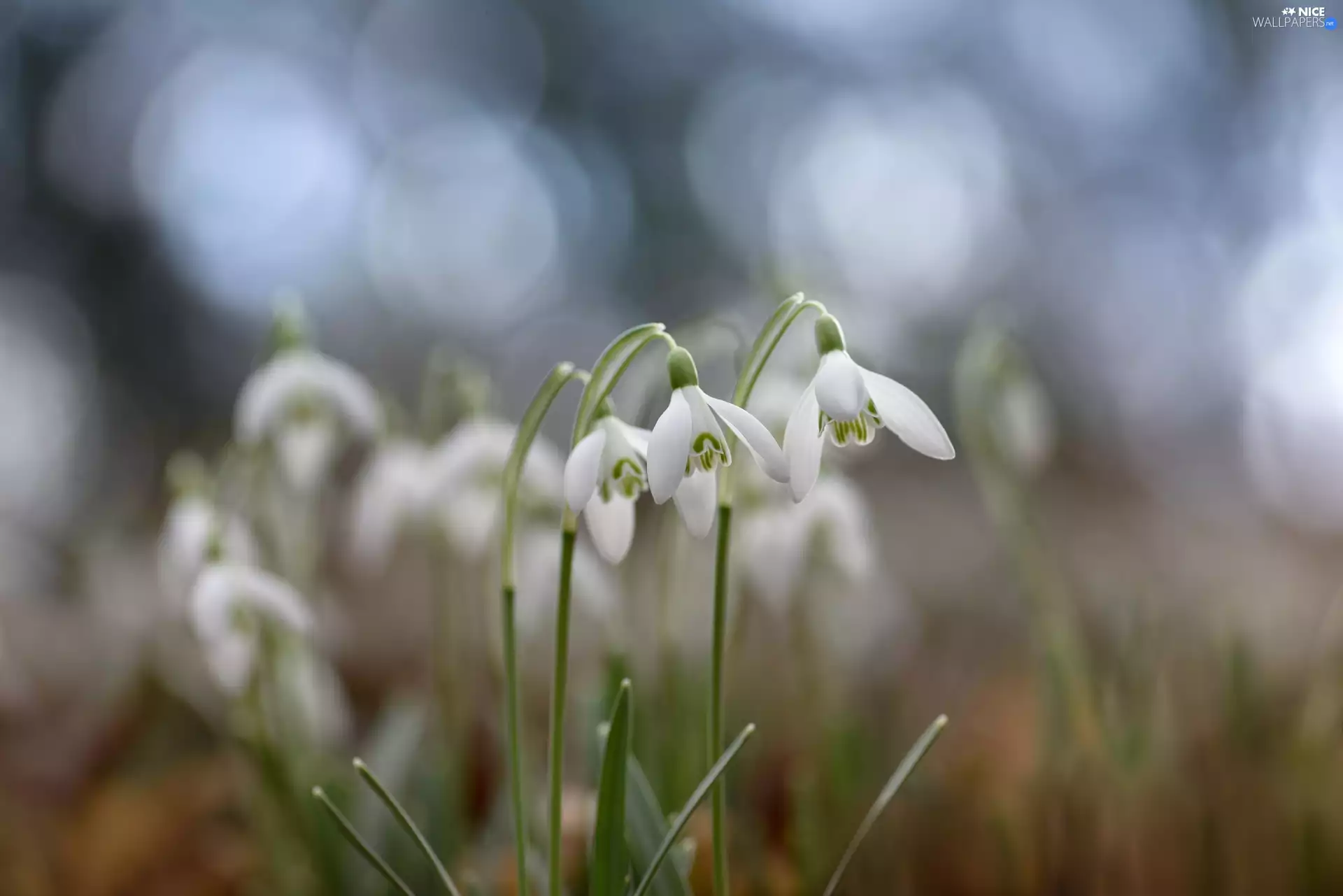 snowdrops, cluster