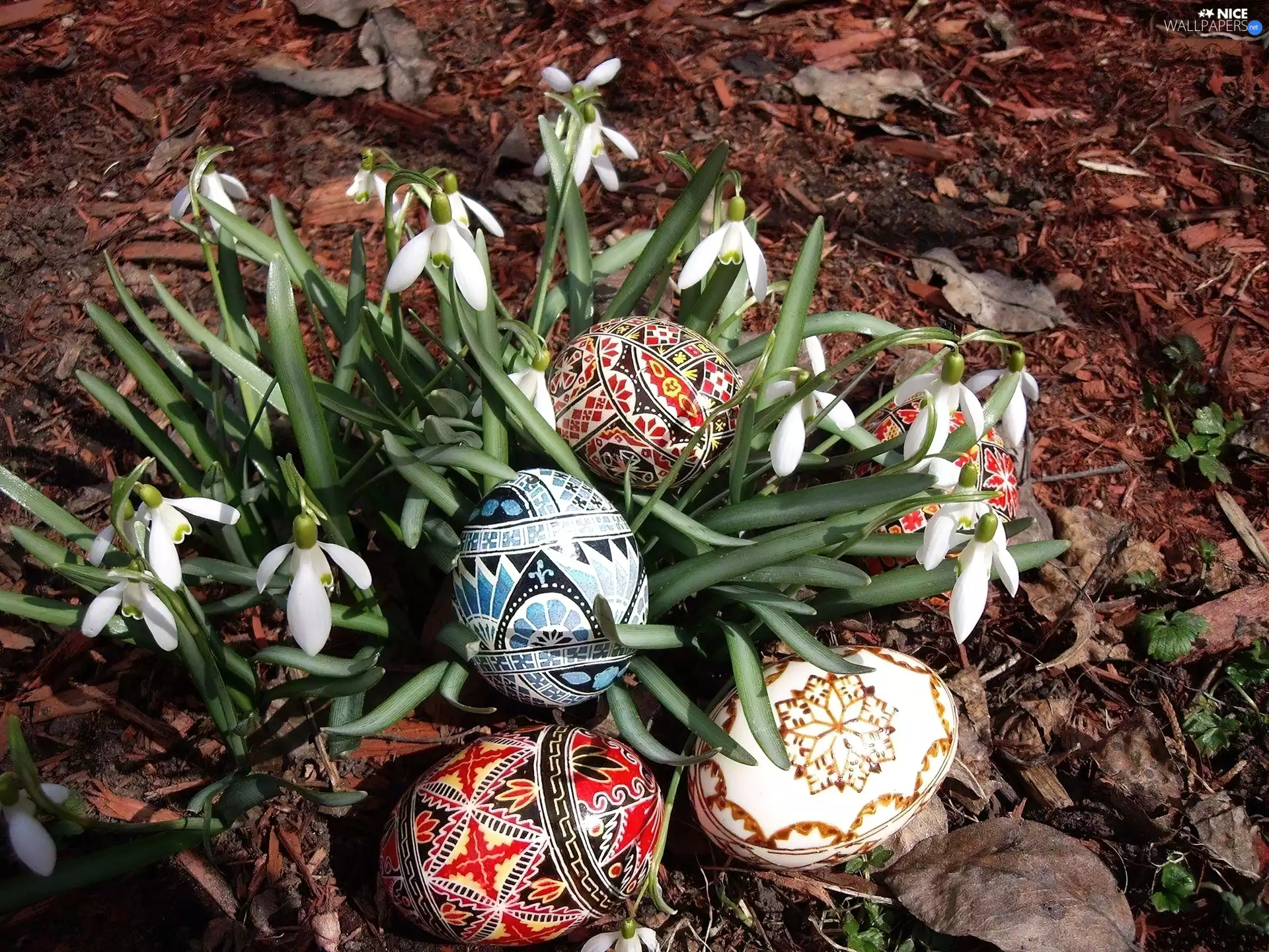 snowdrops, easter, eggs