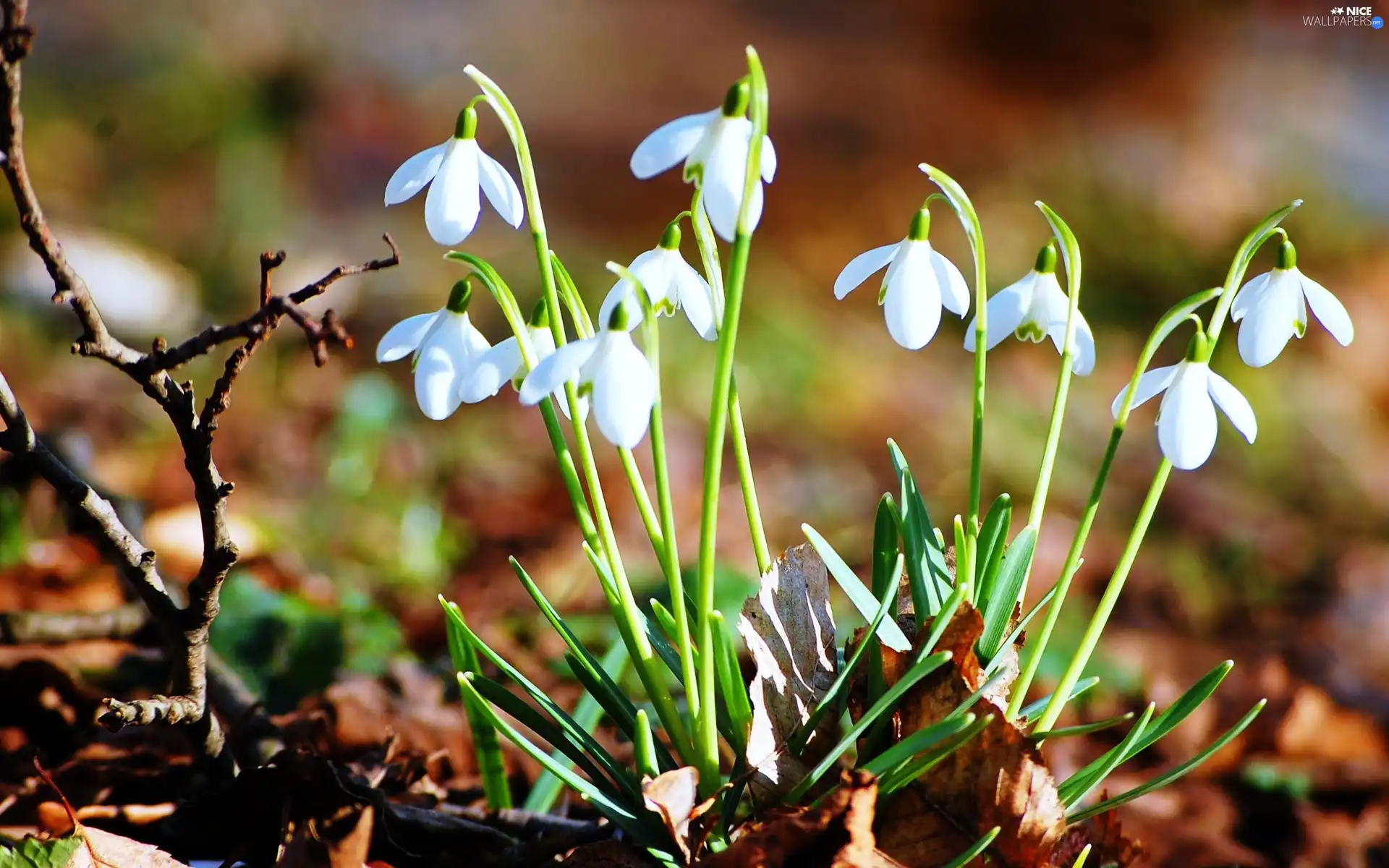 snowdrops, nature, Flowers