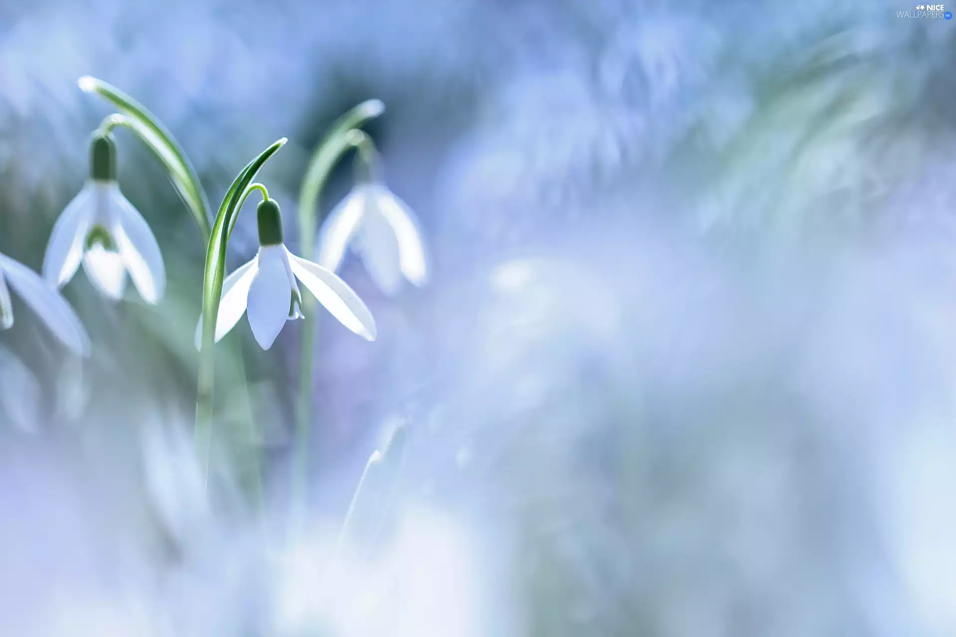 snowdrops, Flowers