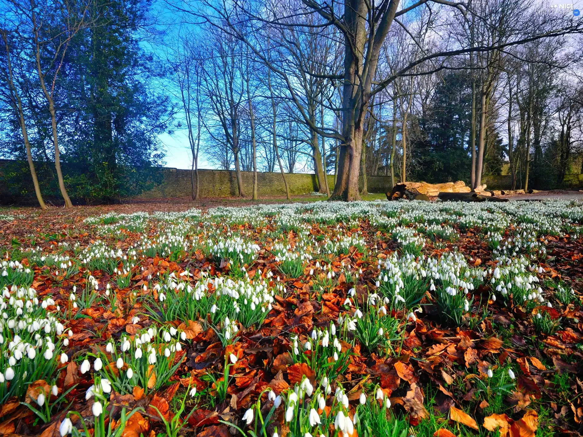 Meadow, trees, viewes, snowdrops