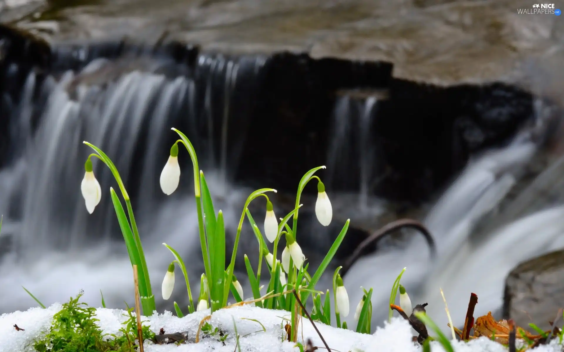 snowdrops, waterfall, snow