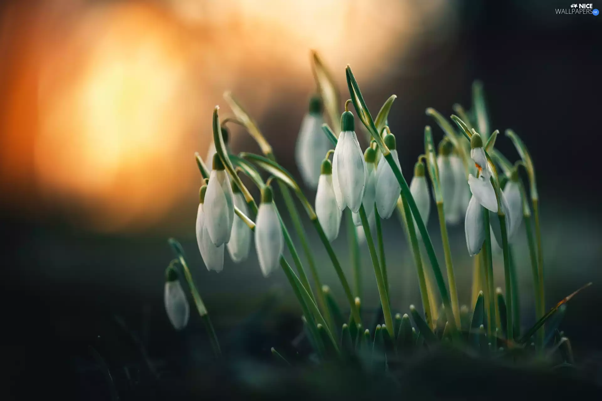 snowdrops, cluster, undeveloped