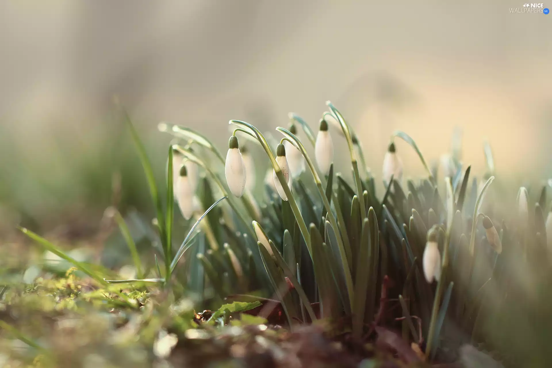 undeveloped, White, Flowers, snowdrops