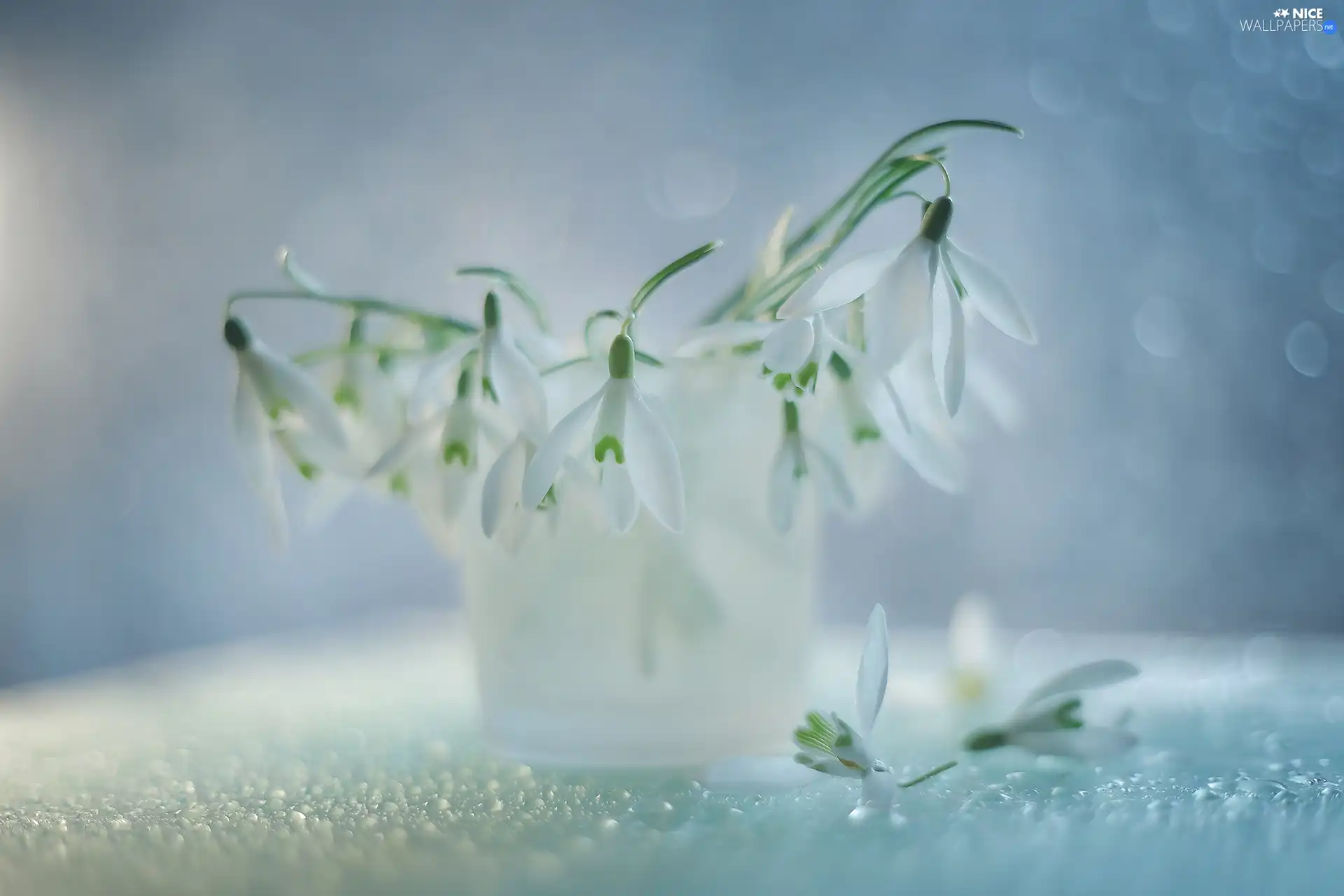 vase, White, Flowers, snowdrops