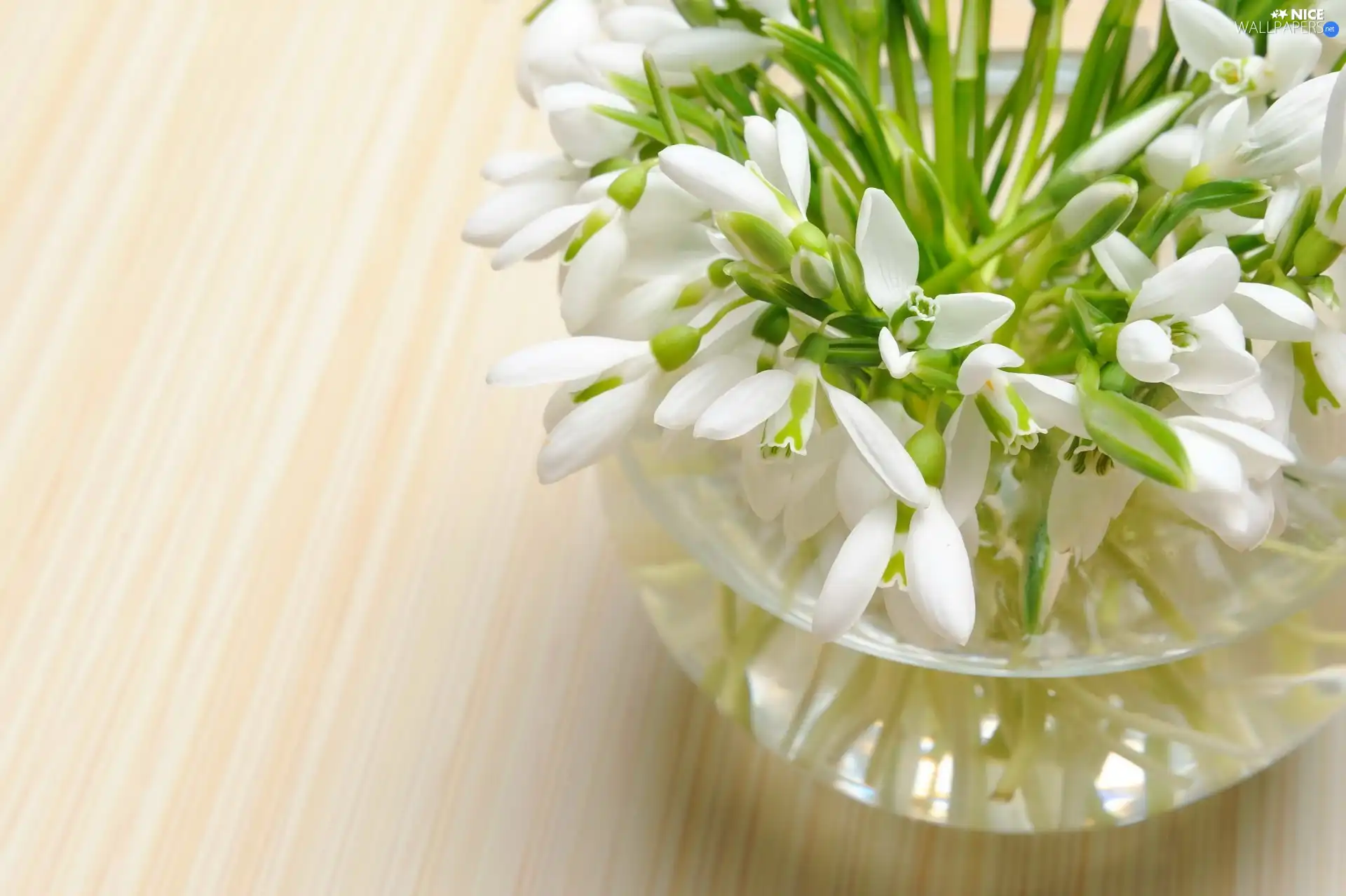 snowdrops, glass, Vase