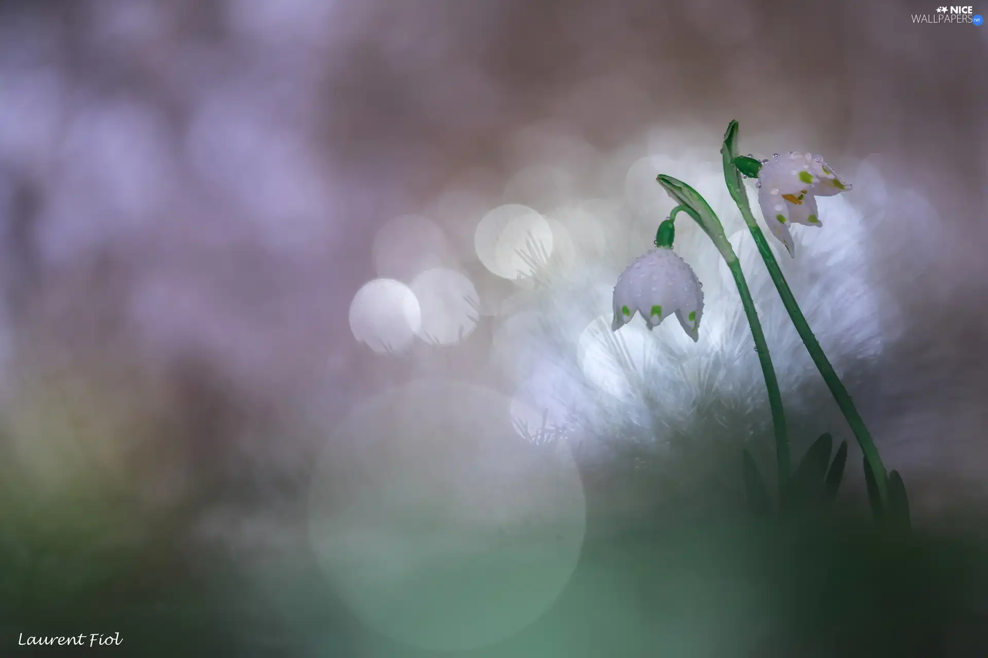 Spring Snowflakes, Two cars, Flowers