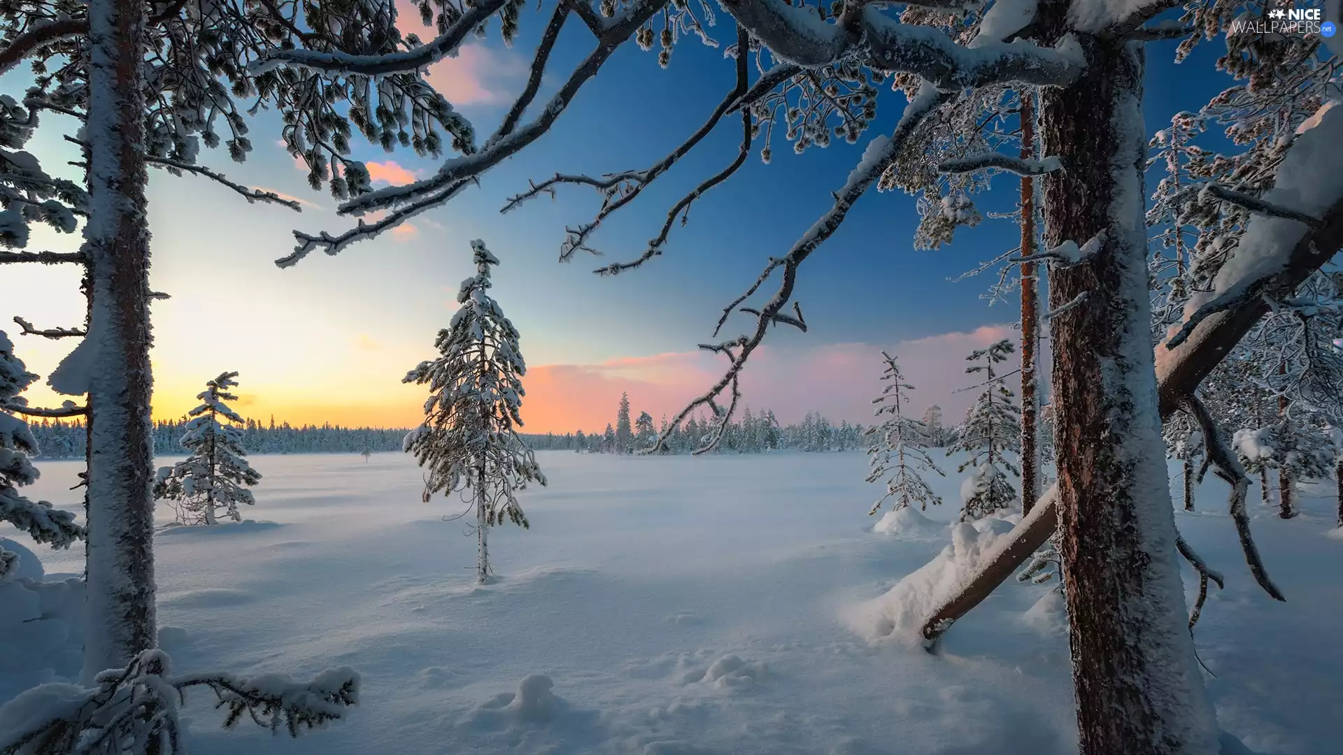 Snowy, winter, viewes, car in the meadow, trees, forest