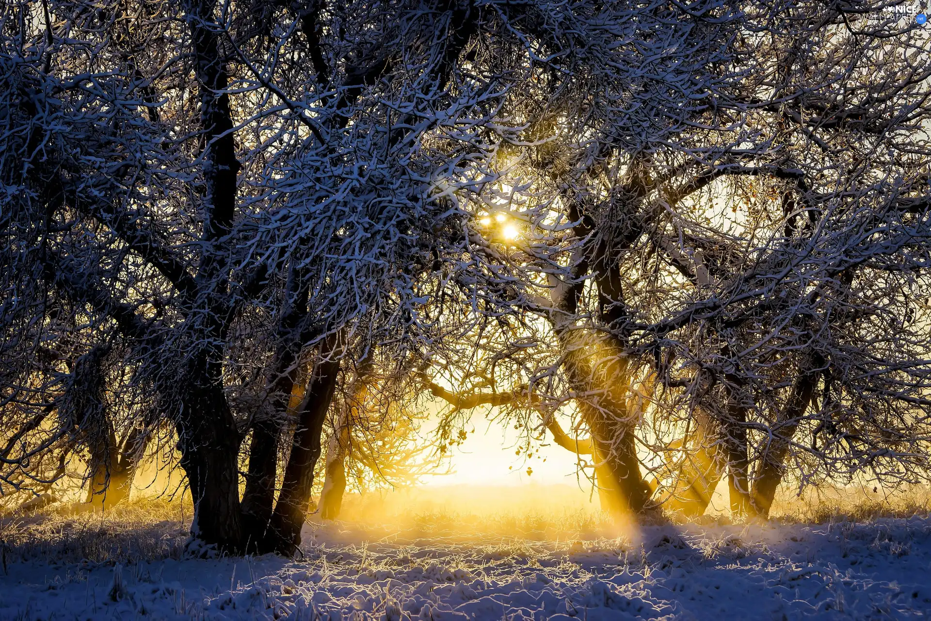 trees, viewes, light breaking through sky, Snowy, winter