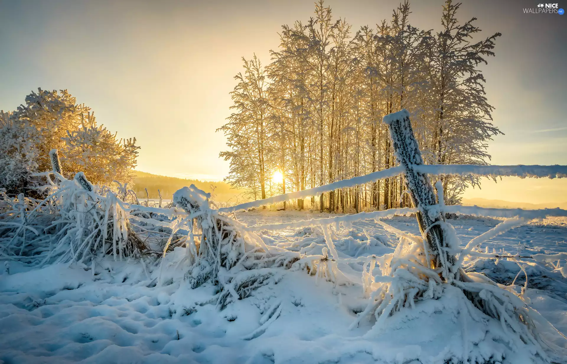 Fance, Field, viewes, snowy, winter, trees, Sunrise