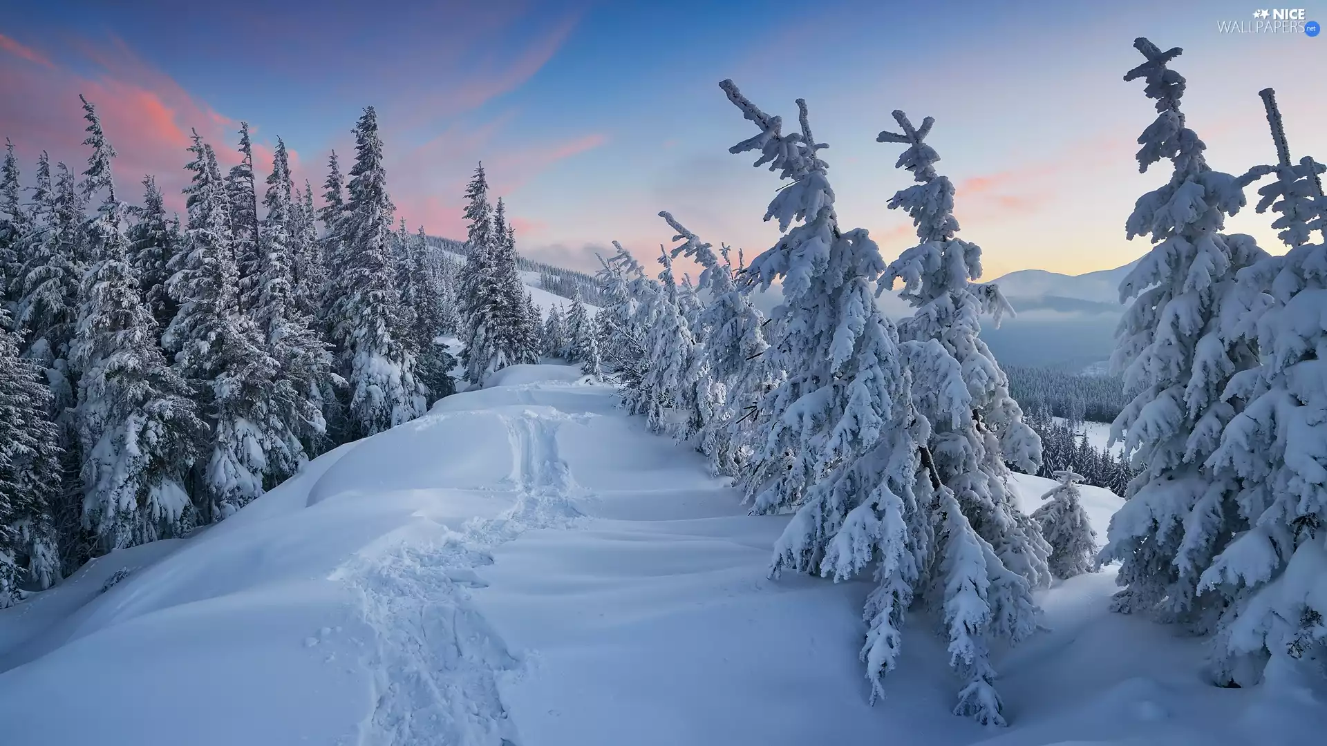 winter, Spruces, Hill, Snowy